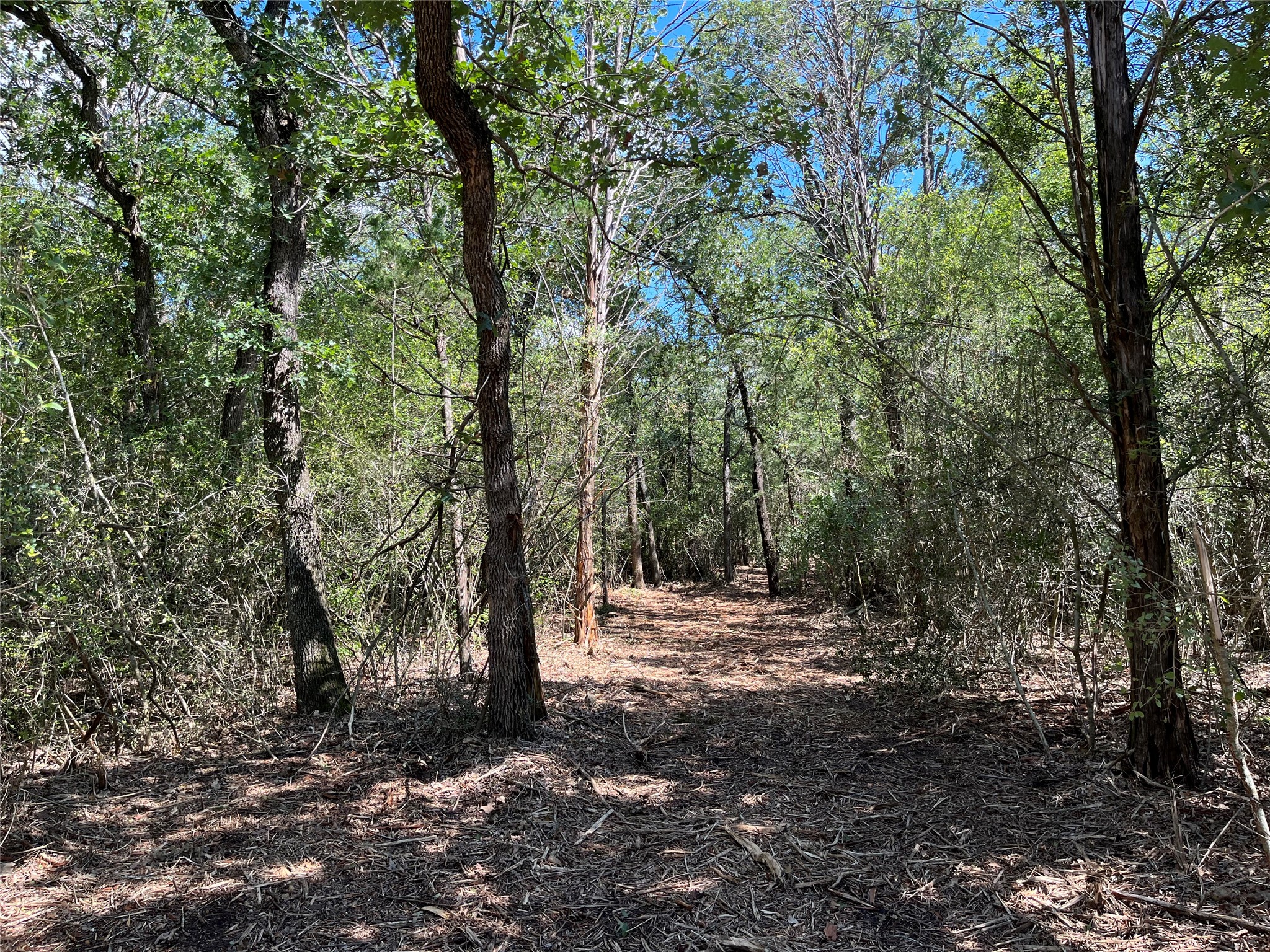 Tbd Tbd Old Lockhart Road West Point, TX 78963 - Photo 2 of 2 a view of outdoor space with trees