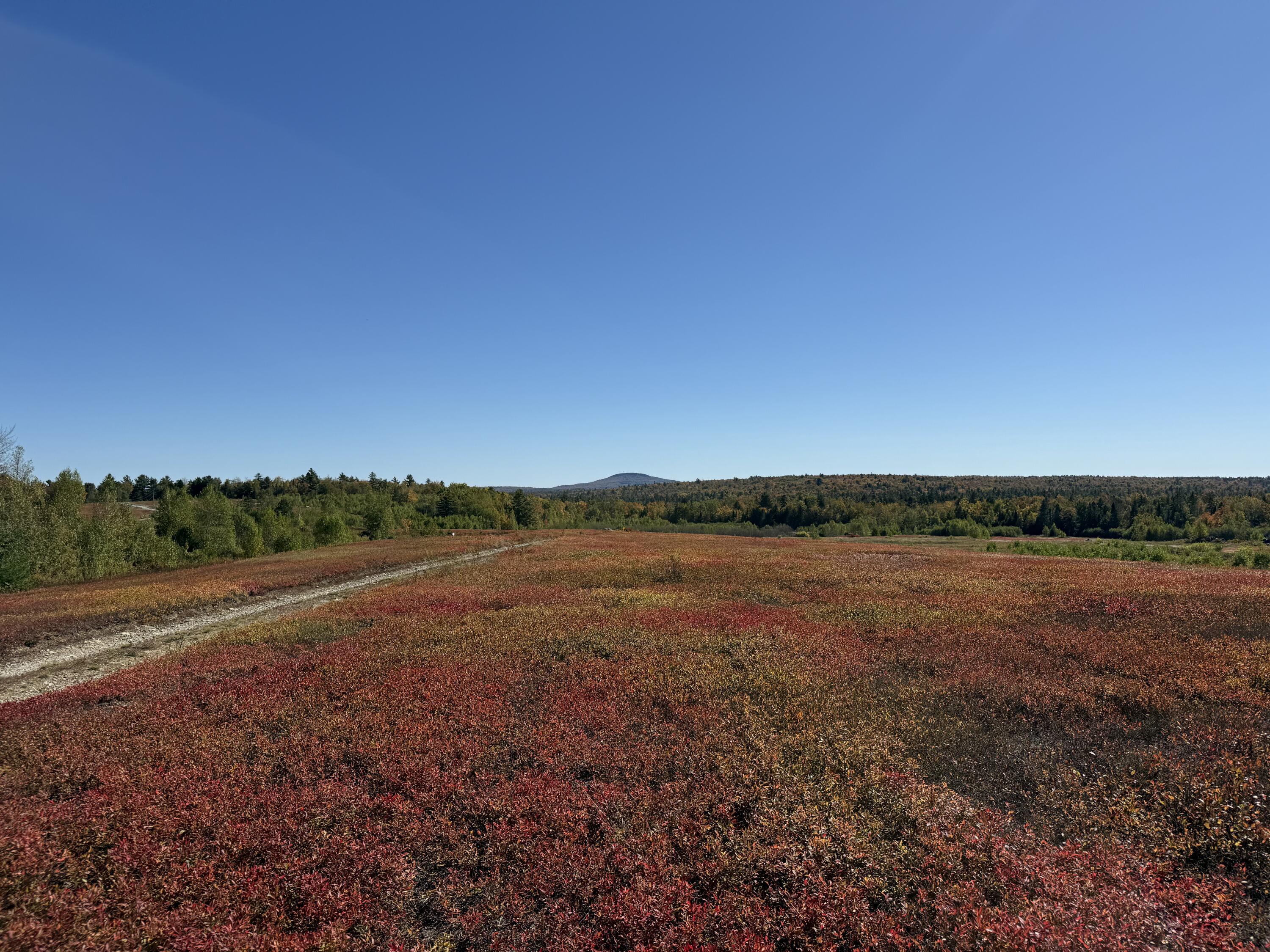 Map19-lot28 Leach Road Penobscot, ME 04476 - Photo 11 of 21 MAP 19 LOT 28