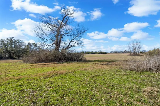 a view of large trees with a yard