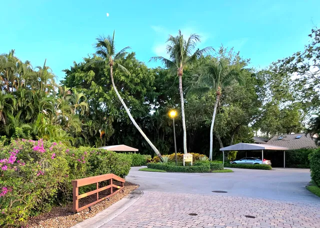 a view of a park with palm trees