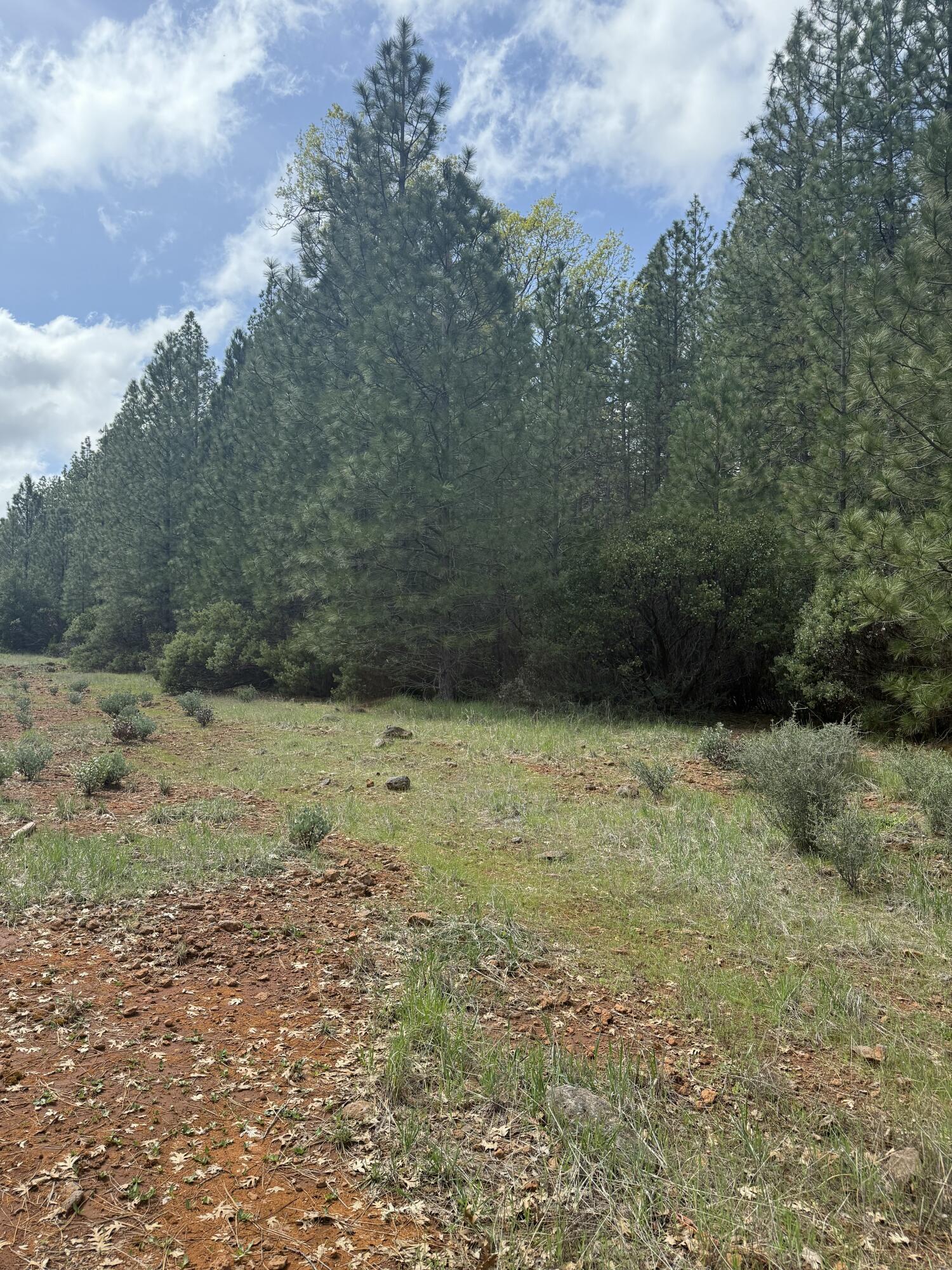 Ponderosa Way Shingletown, CA 96088 - Photo 11 of 12 road back out