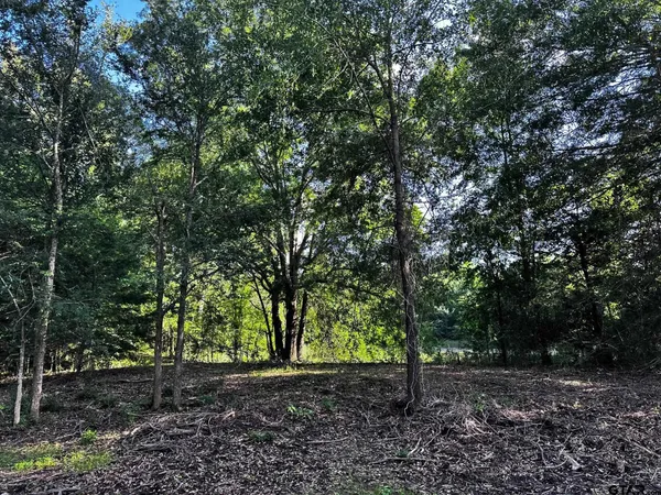 a view of a forest with trees