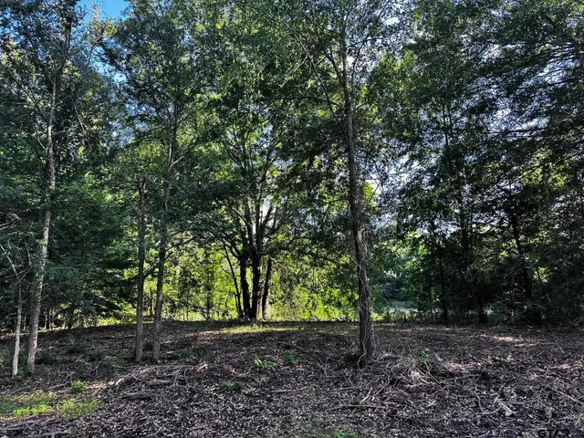 a view of a forest with trees