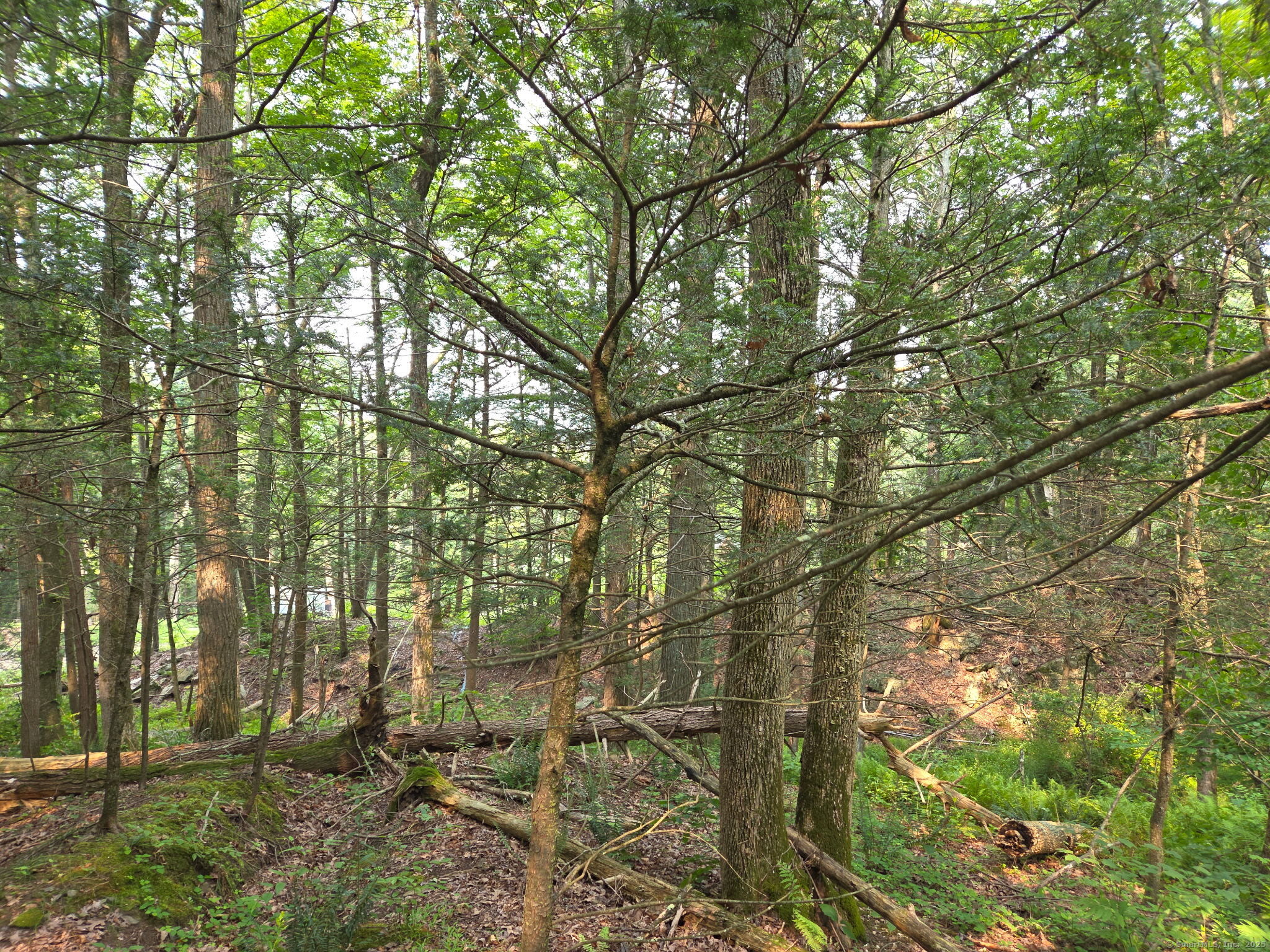 34 Front Of The Mountain Road New Milford, CT 06755 - Photo 2 of 8 a view of forest