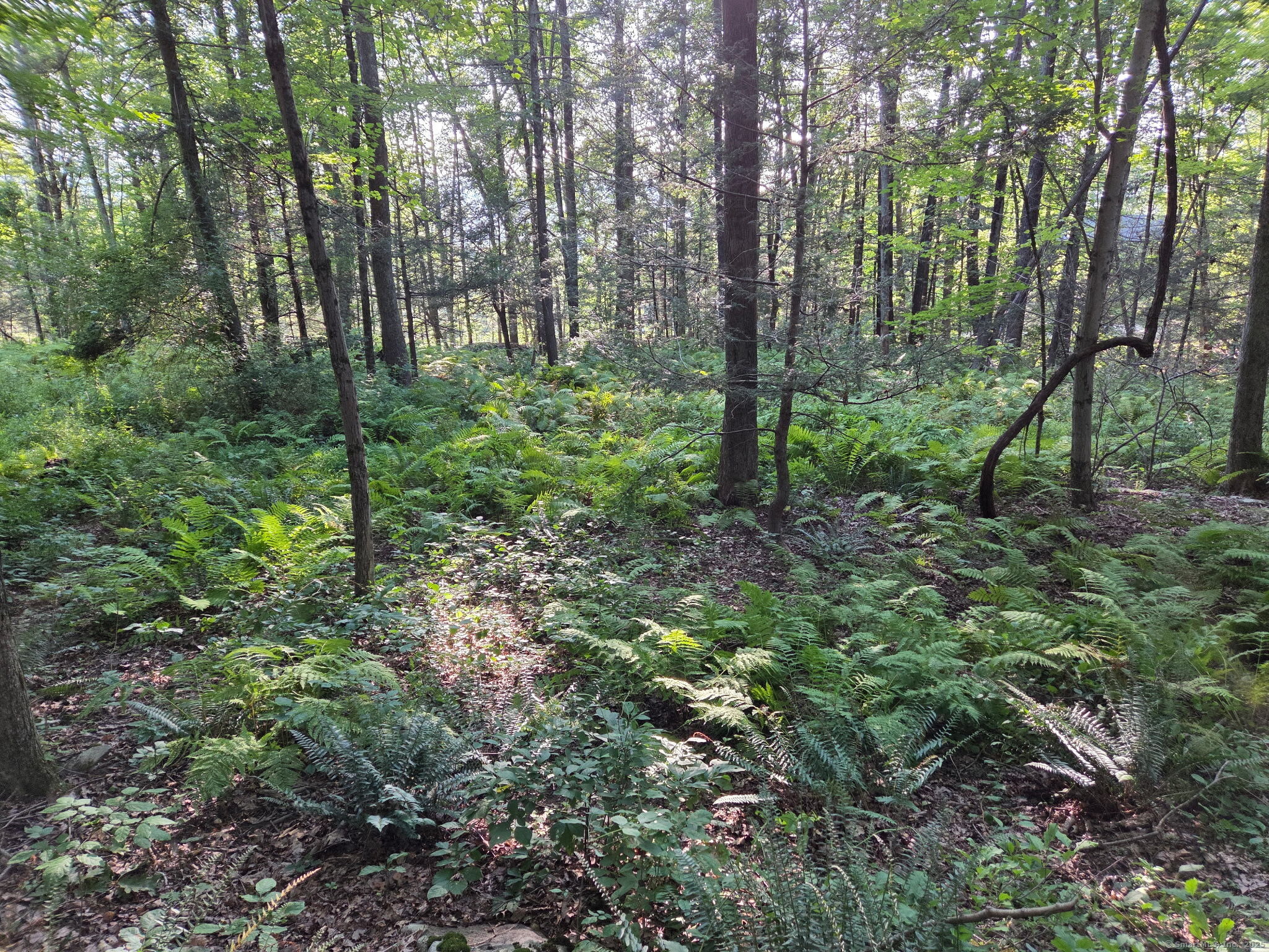 34 Front Of The Mountain Road New Milford, CT 06755 - Photo 5 of 8 a view of a lush green forest