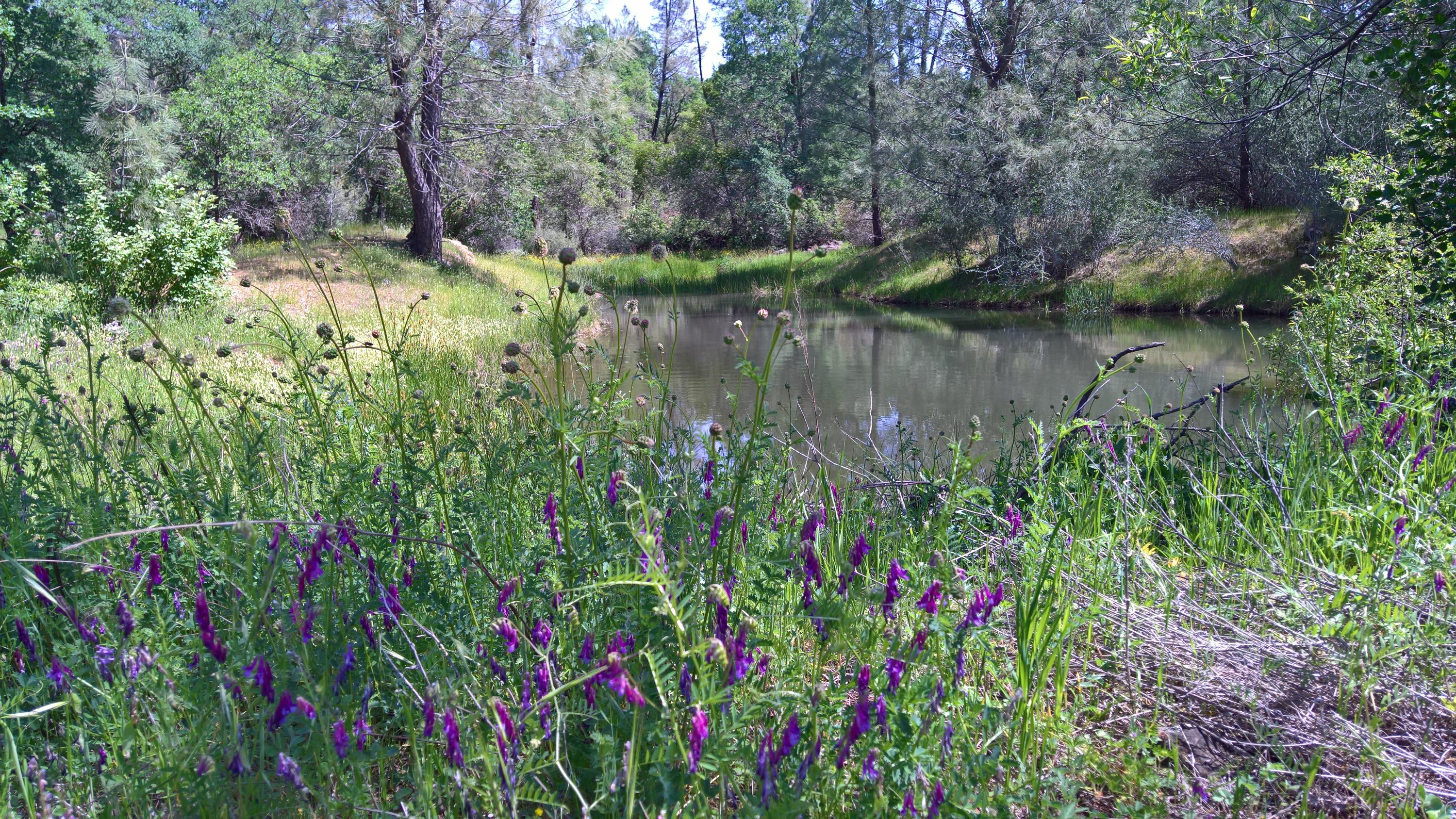 40-acres Scharsch Road Shingletown, CA 96088 - Photo 1 of 13 WP_20190428_11_51_11_Pro_LI