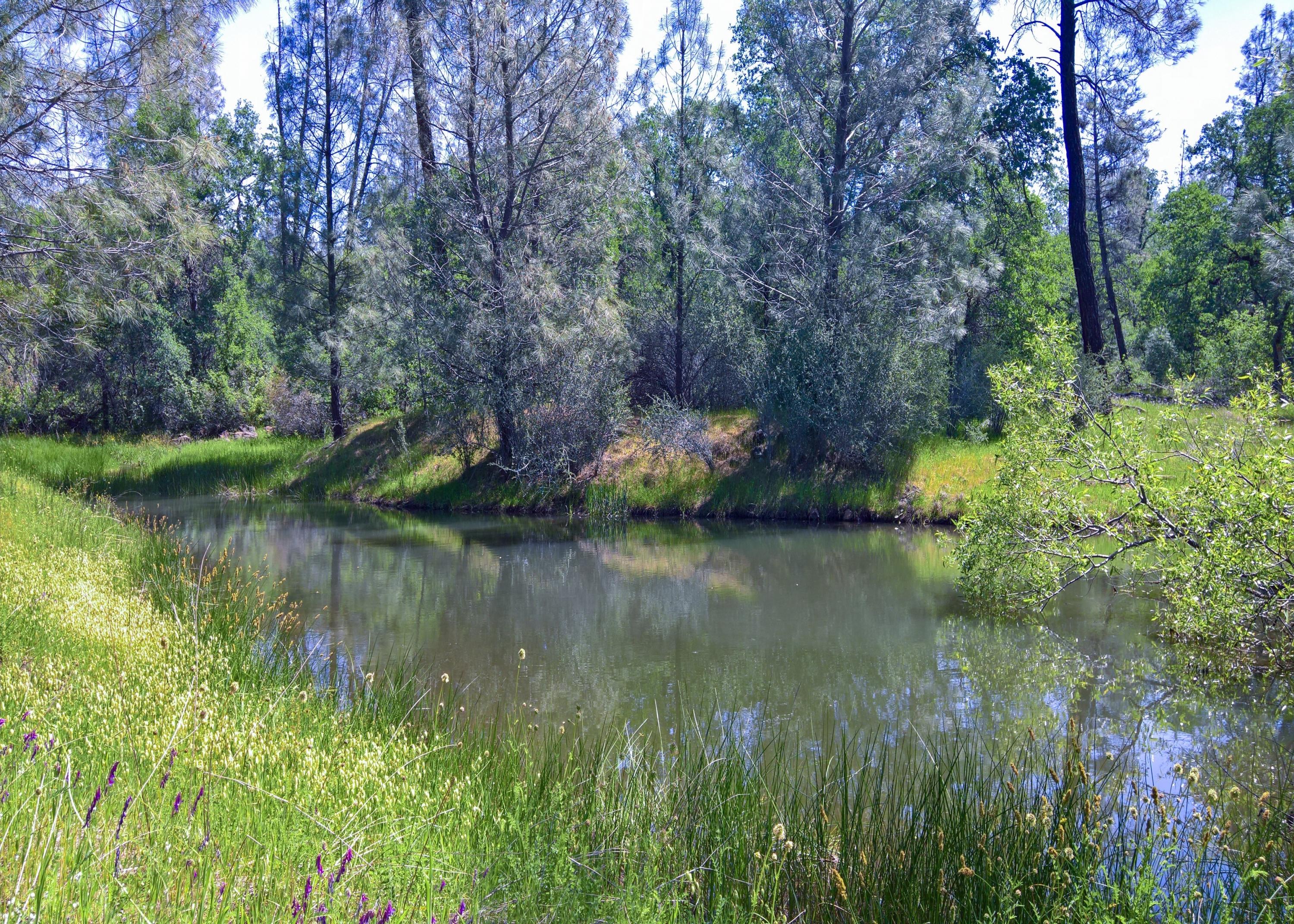 40-acres Scharsch Road Shingletown, CA 96088 - Photo 11 of 13 WP_20190428_11_52_16_Rich_LI Adjustments