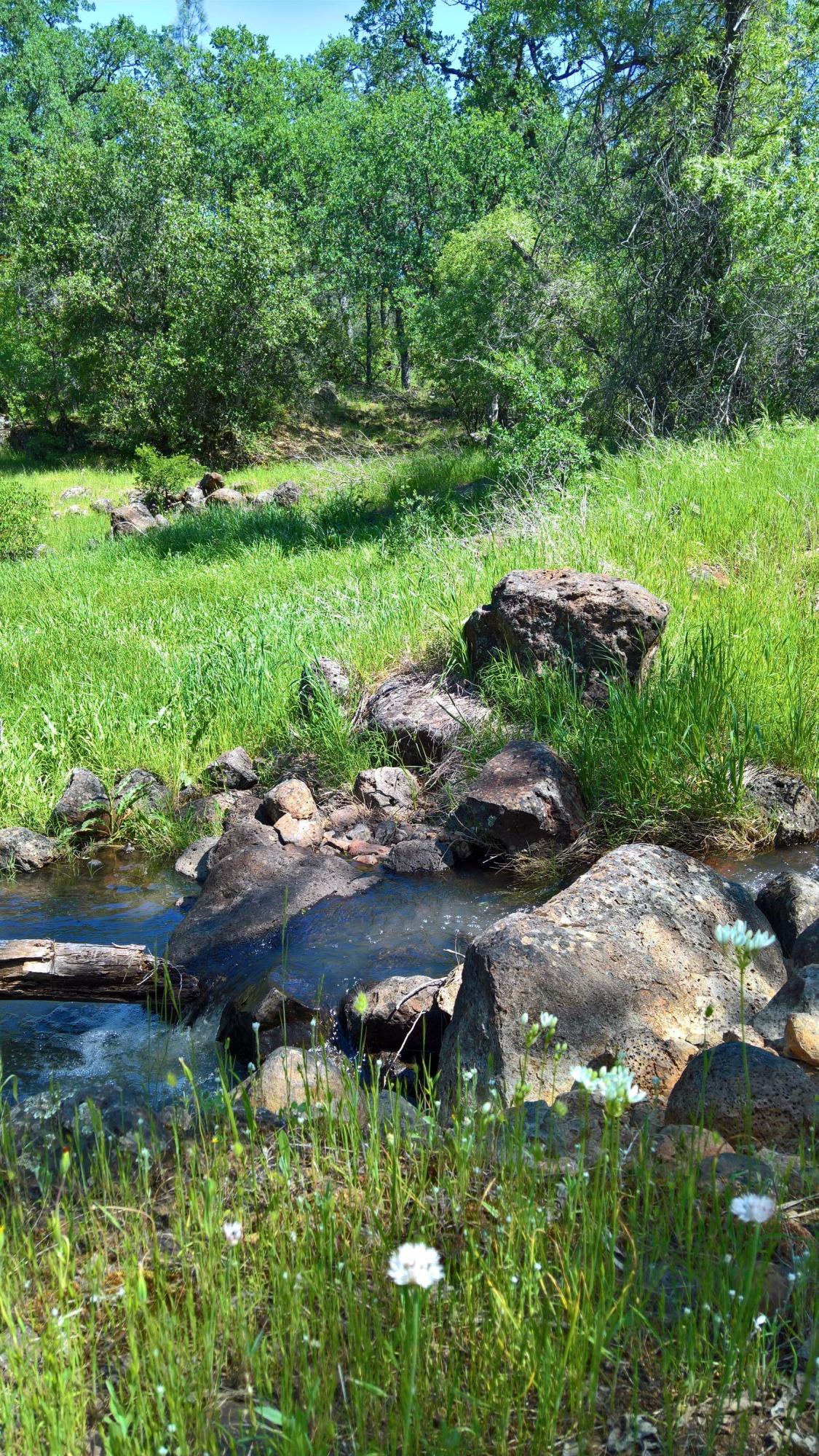 40-acres Scharsch Road Shingletown, CA 96088 - Photo 5 of 13 WP_20190428_11_34_53_Rich_LI