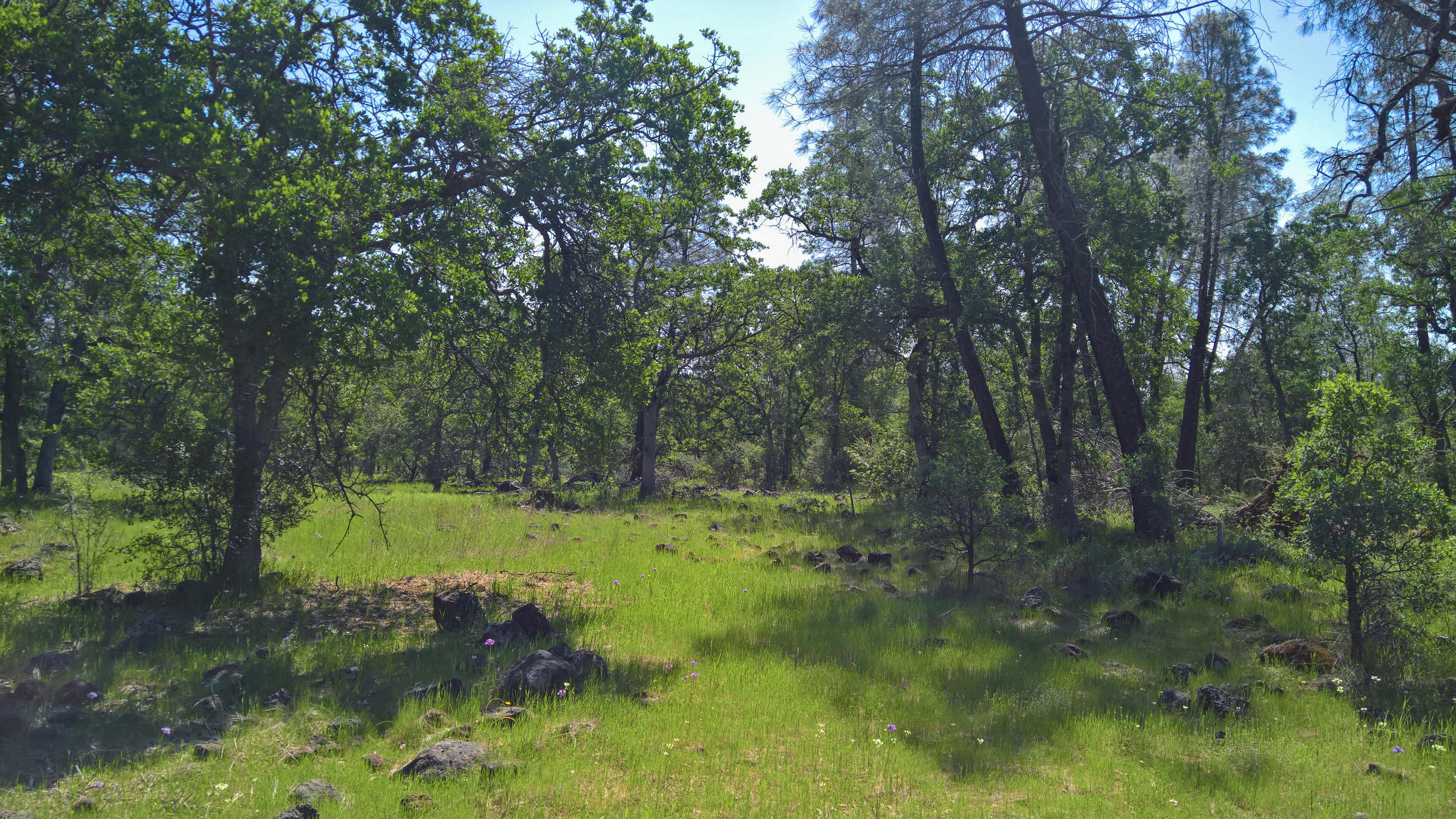 40-acres Scharsch Road Shingletown, CA 96088 - Photo 7 of 13 WP_20190428_11_09_53_Rich_LI Adjustments