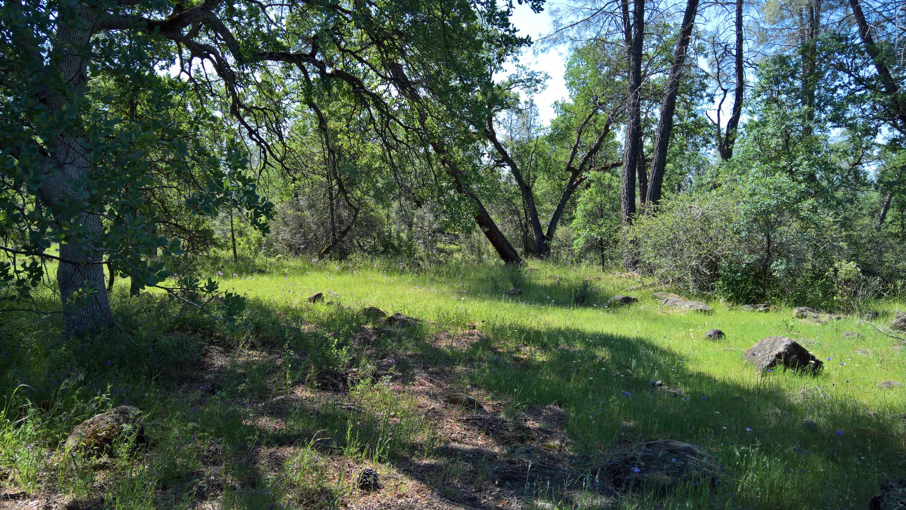 40-acres Scharsch Road Shingletown, CA 96088 - Photo 8 of 13 WP_20190428_11_07_42_Rich_LI