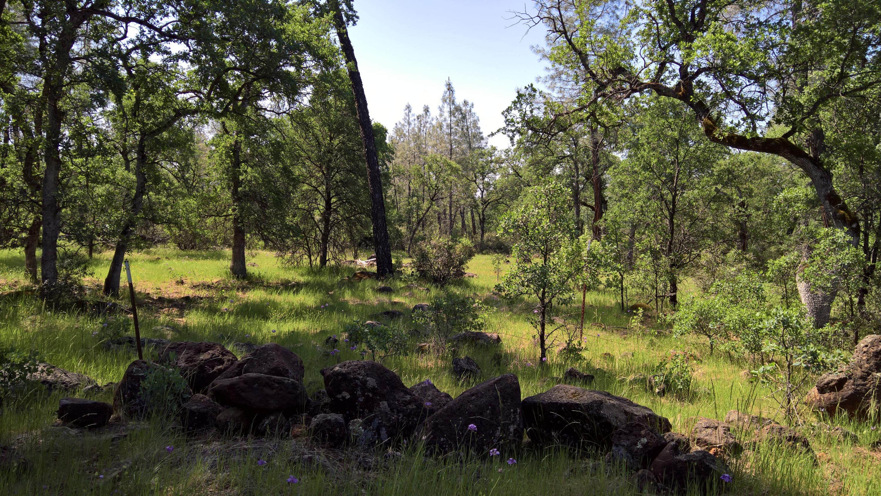 40-acres Scharsch Road Shingletown, CA 96088 - Photo 9 of 13 WP_20190428_11_05_35_Rich_LI