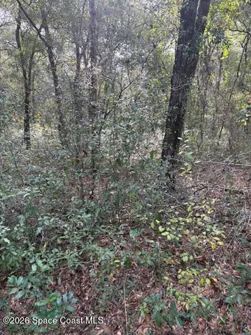 a view of a yard with a tree