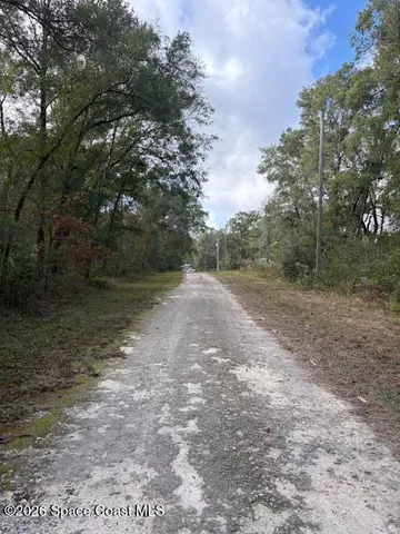 a view of a forest with trees in the background