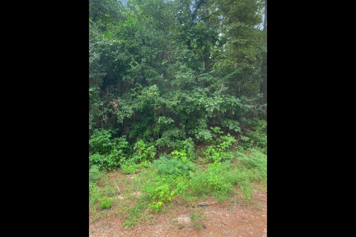 0 2741st Cleveland, TX 77327 - Photo 11 of 12 a view of a forest from a tree