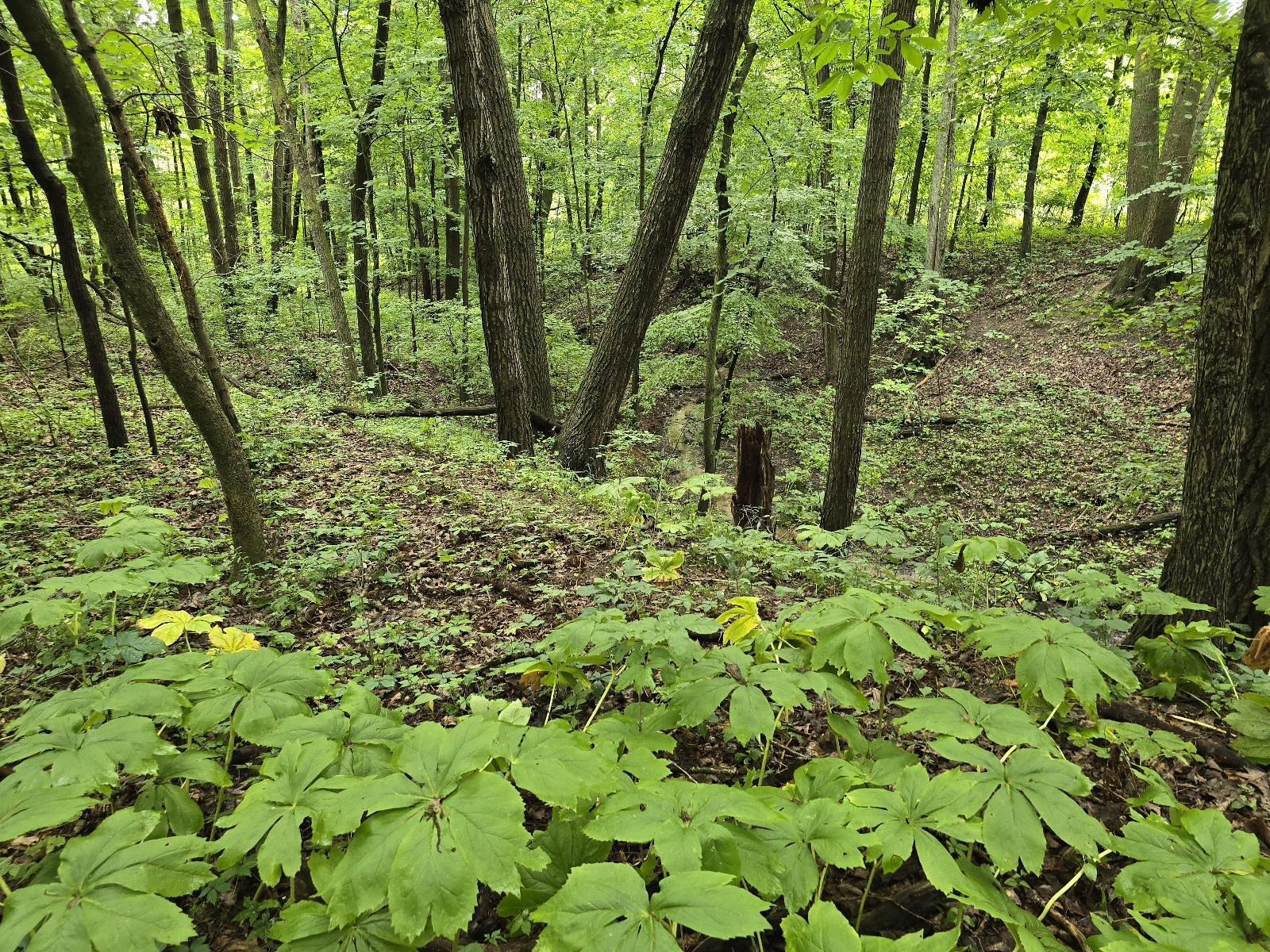 Vl Lehring Road Bancroft, MI 48414 - Photo 7 of 27