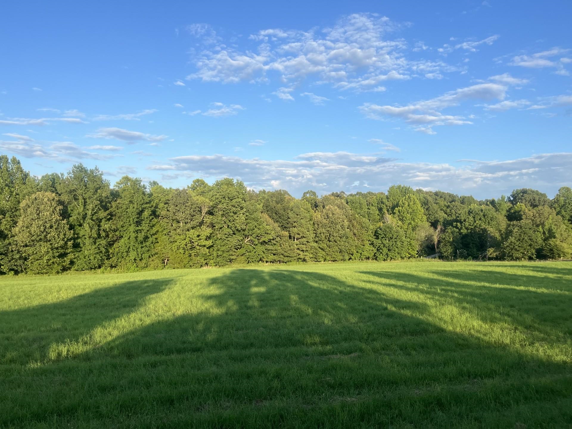 1480 Bruce Road Whiteville, TN 38075 - Photo 4 of 6 a view of a city with lush green forest