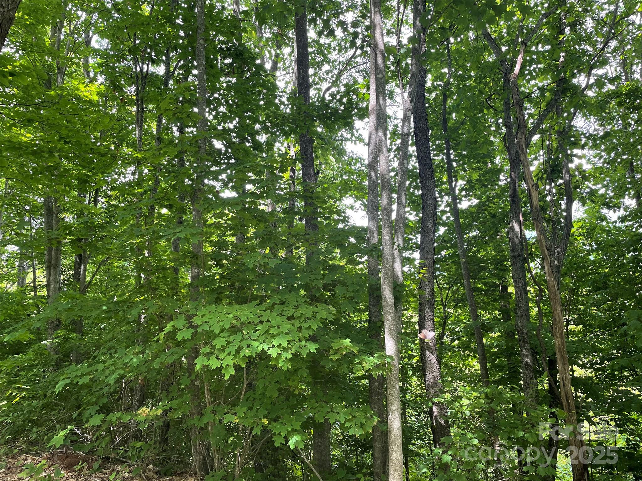 223 Flying Dutchman Road Sylva, NC 28779 - Photo 11 of 11 a view of a lush green forest