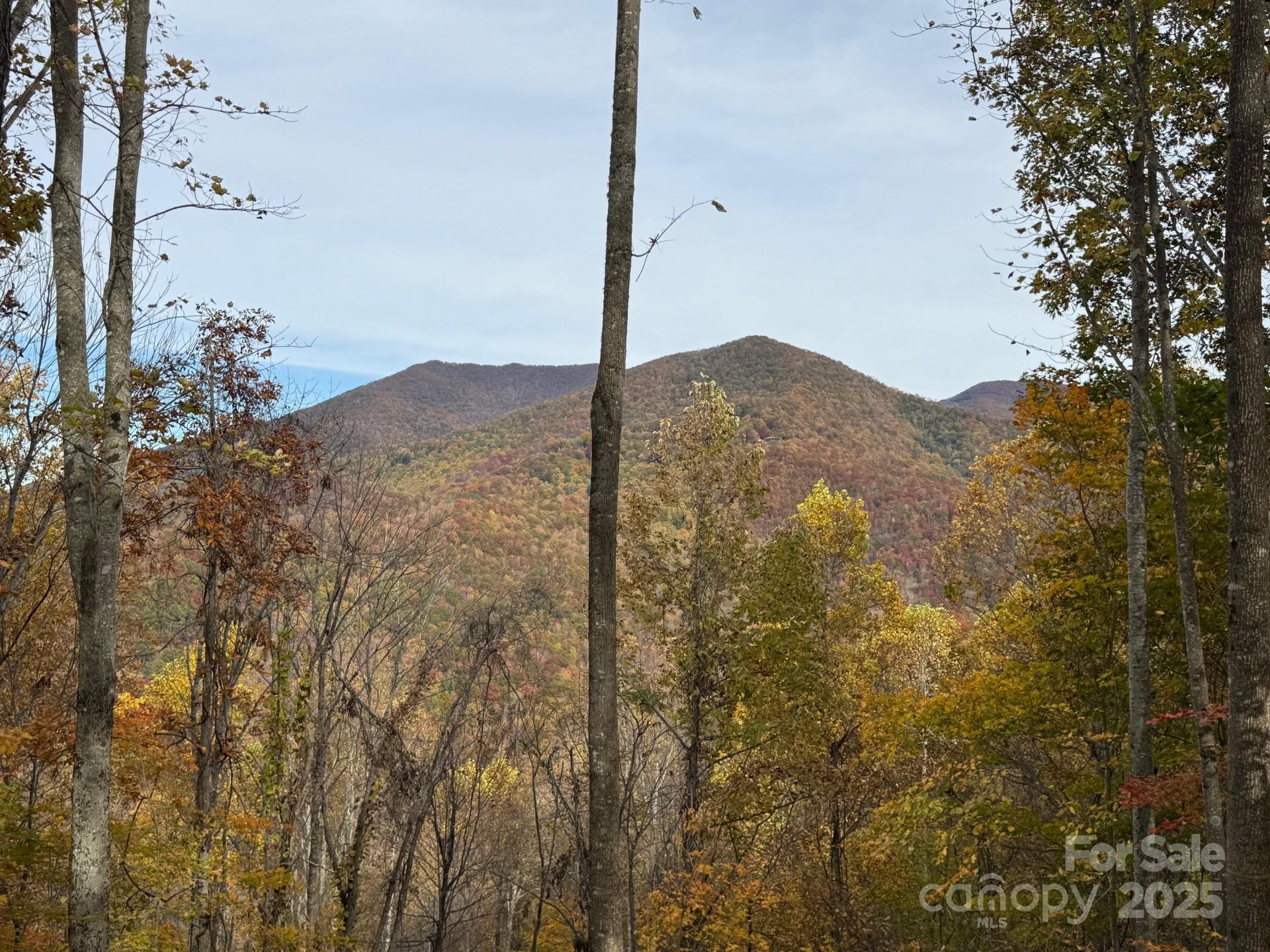 223 Flying Dutchman Road Sylva, NC 28779 - Photo 2 of 11 a view of a dry yard