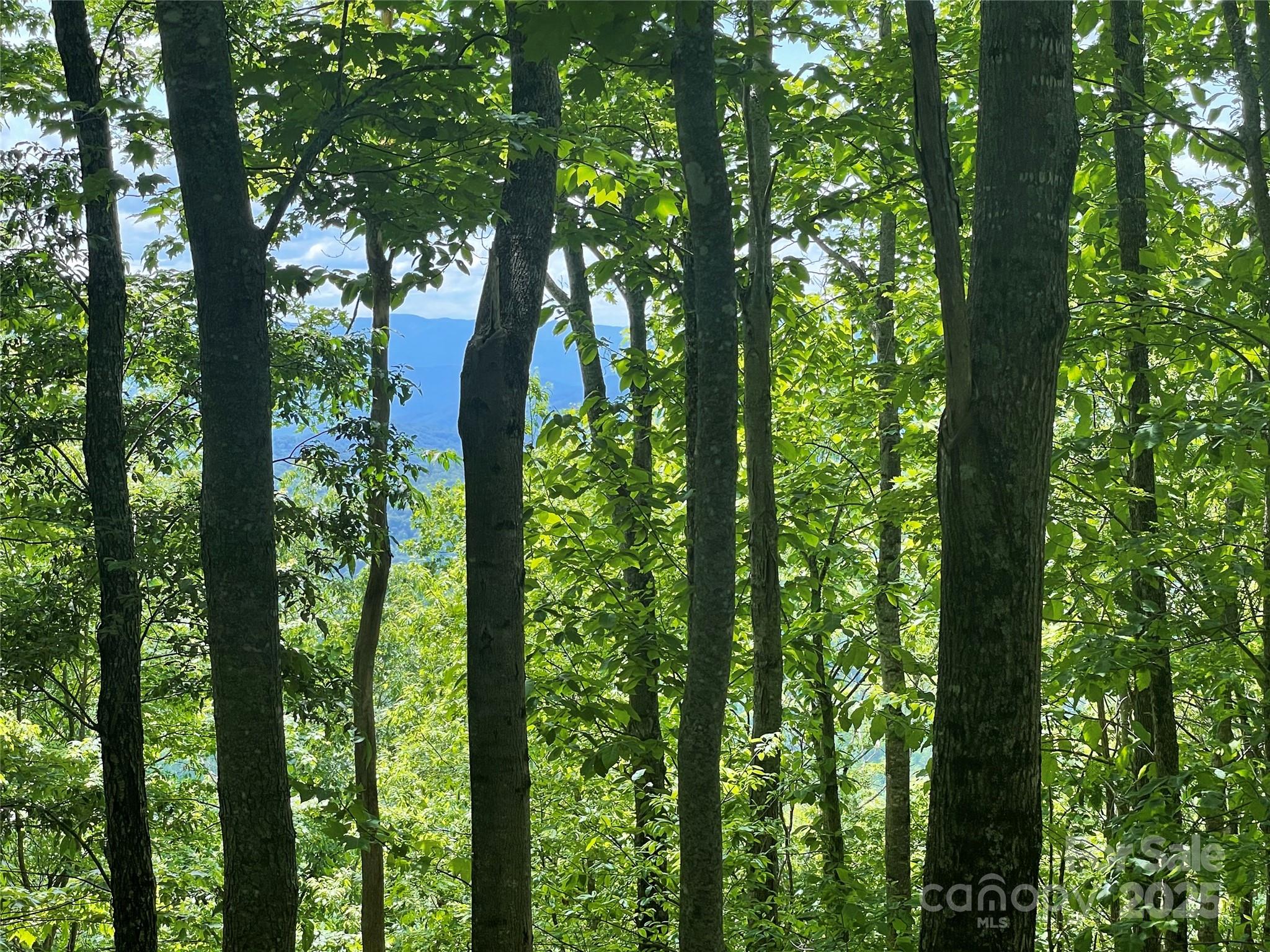 223 Flying Dutchman Road Sylva, NC 28779 - Photo 4 of 11 a view of forest