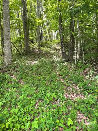 a big yard with lots of green space and deers