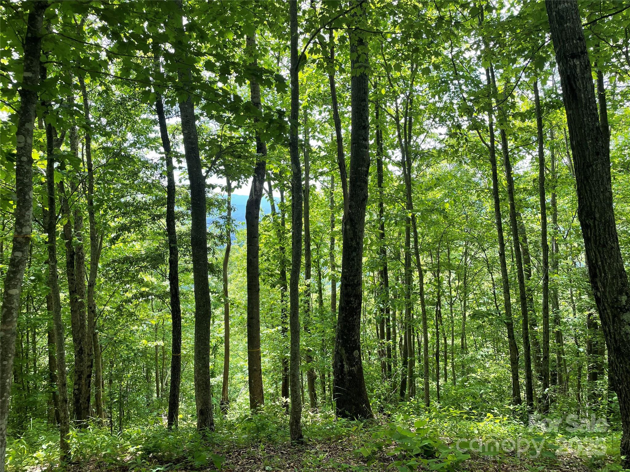 223 Flying Dutchman Road Sylva, NC 28779 - Photo 9 of 11 a view of outdoor space and trees