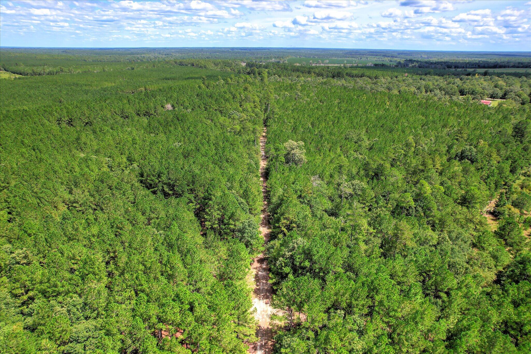 64.68-acre Mt Beulah Road Windsor, SC 29856 - Photo 12 of 20 Gallery Image 12
