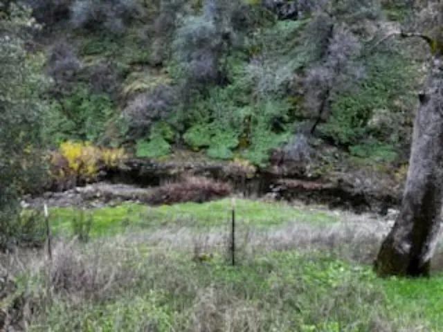 a view of a lush green forest with lots of trees