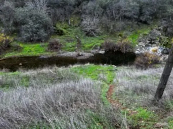 a view of a lush green forest with lots of trees