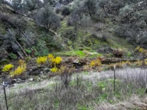 a view of a tree in the middle of a yard