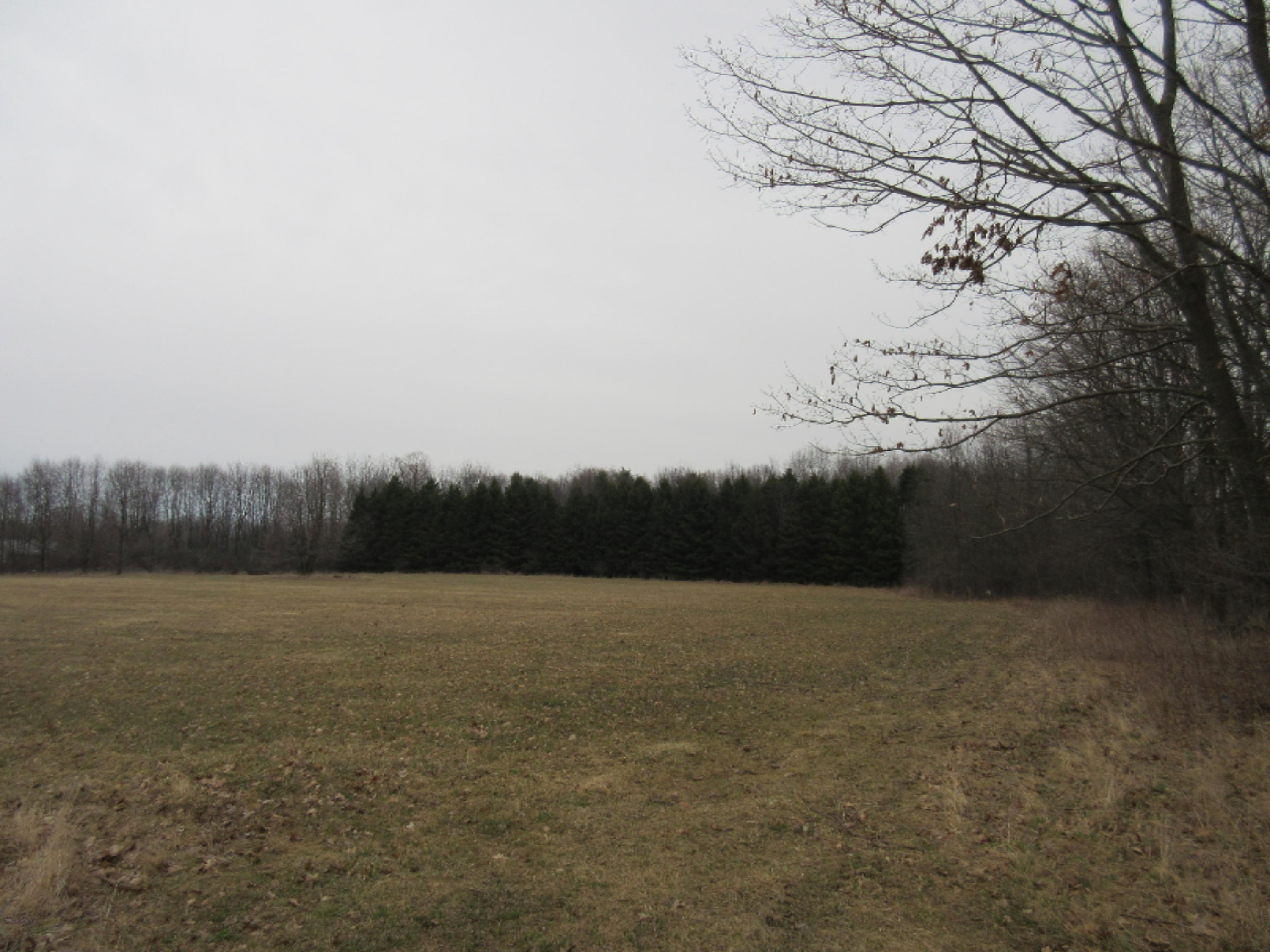0 West Tamarack Road Howard City, MI 49329 - Photo 1 of 18 IMG_1173