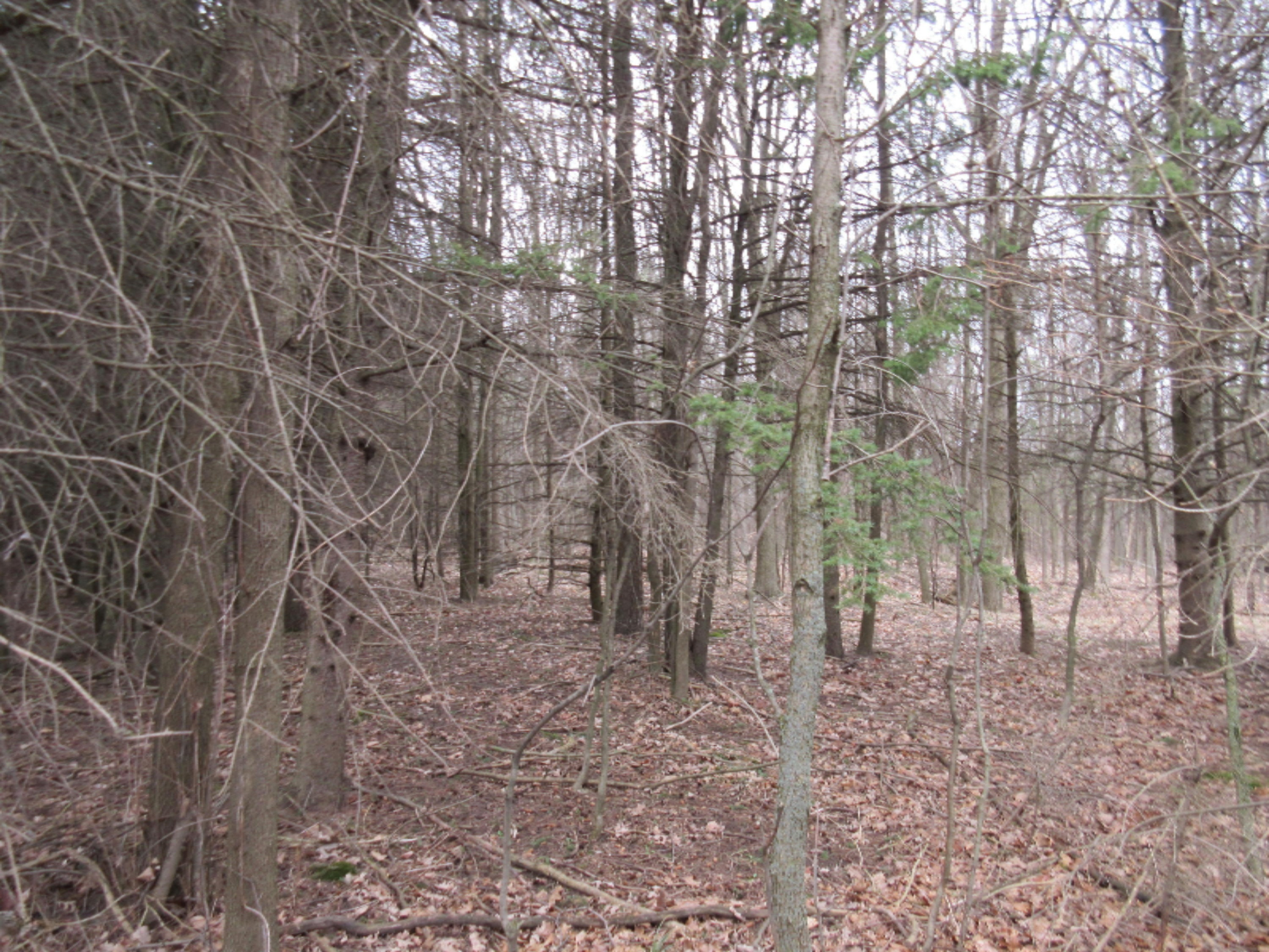0 West Tamarack Road Howard City, MI 49329 - Photo 11 of 18 IMG_1183