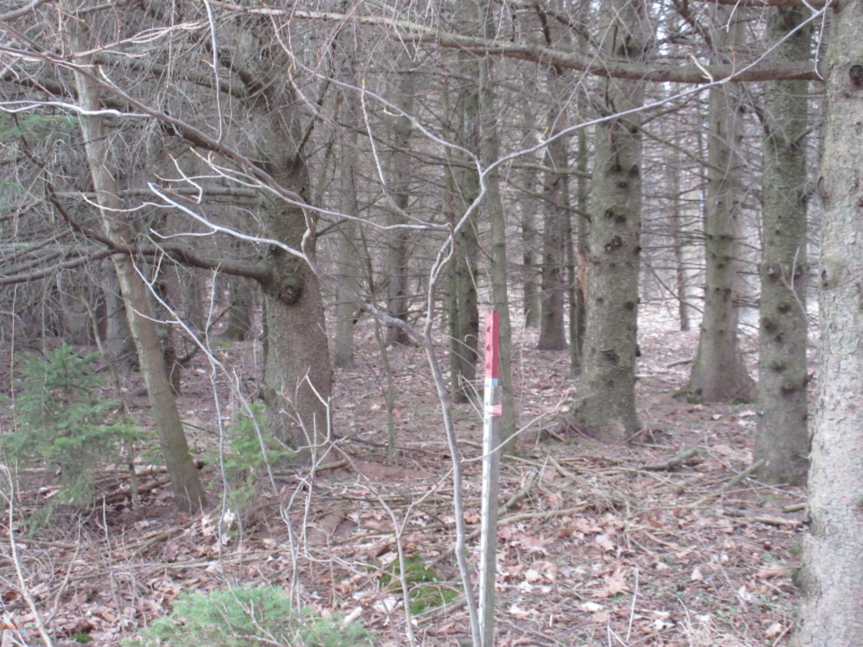 0 West Tamarack Road Howard City, MI 49329 - Photo 13 of 18 IMG_1186
