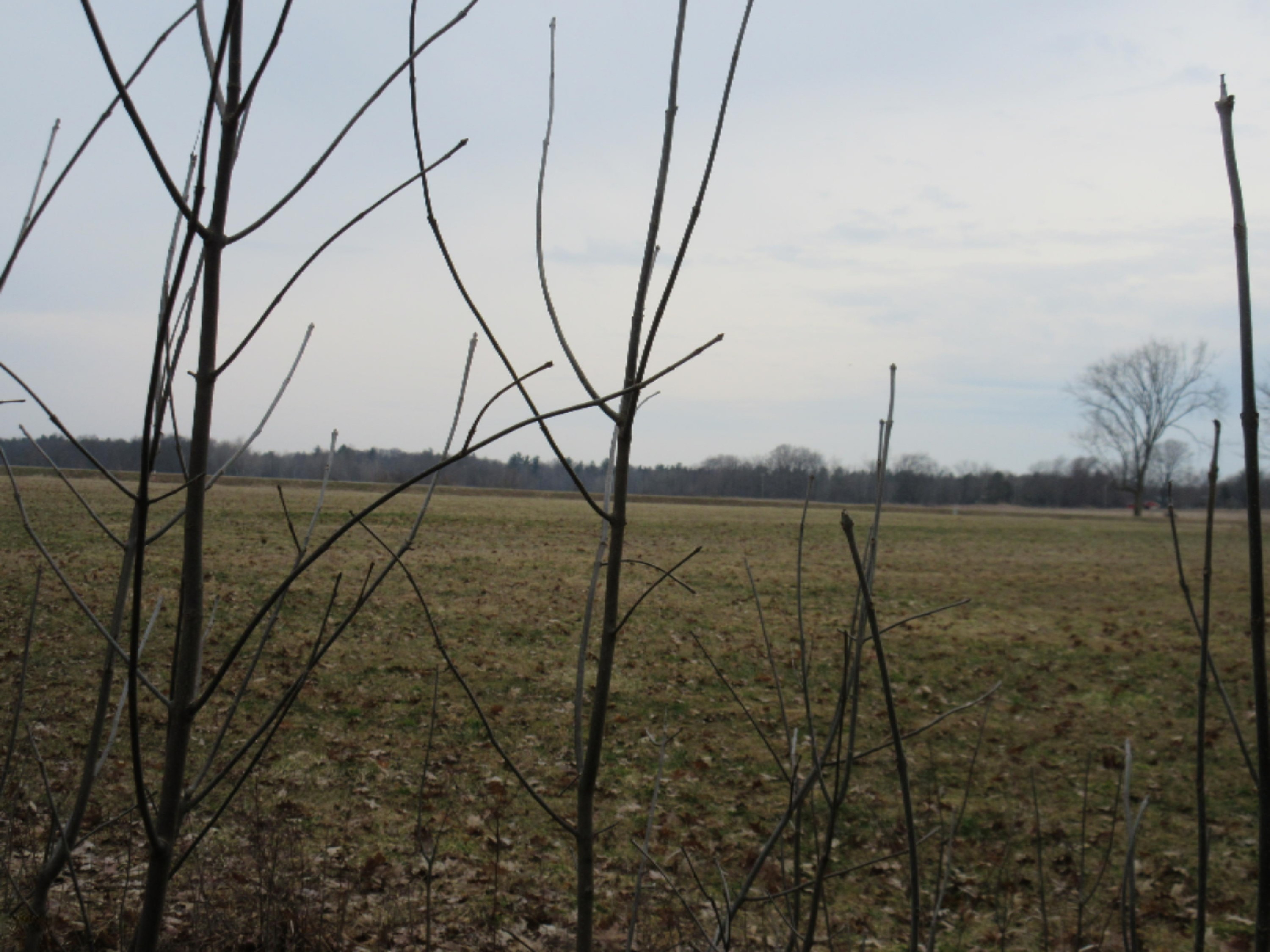 0 West Tamarack Road Howard City, MI 49329 - Photo 14 of 18 IMG_1187