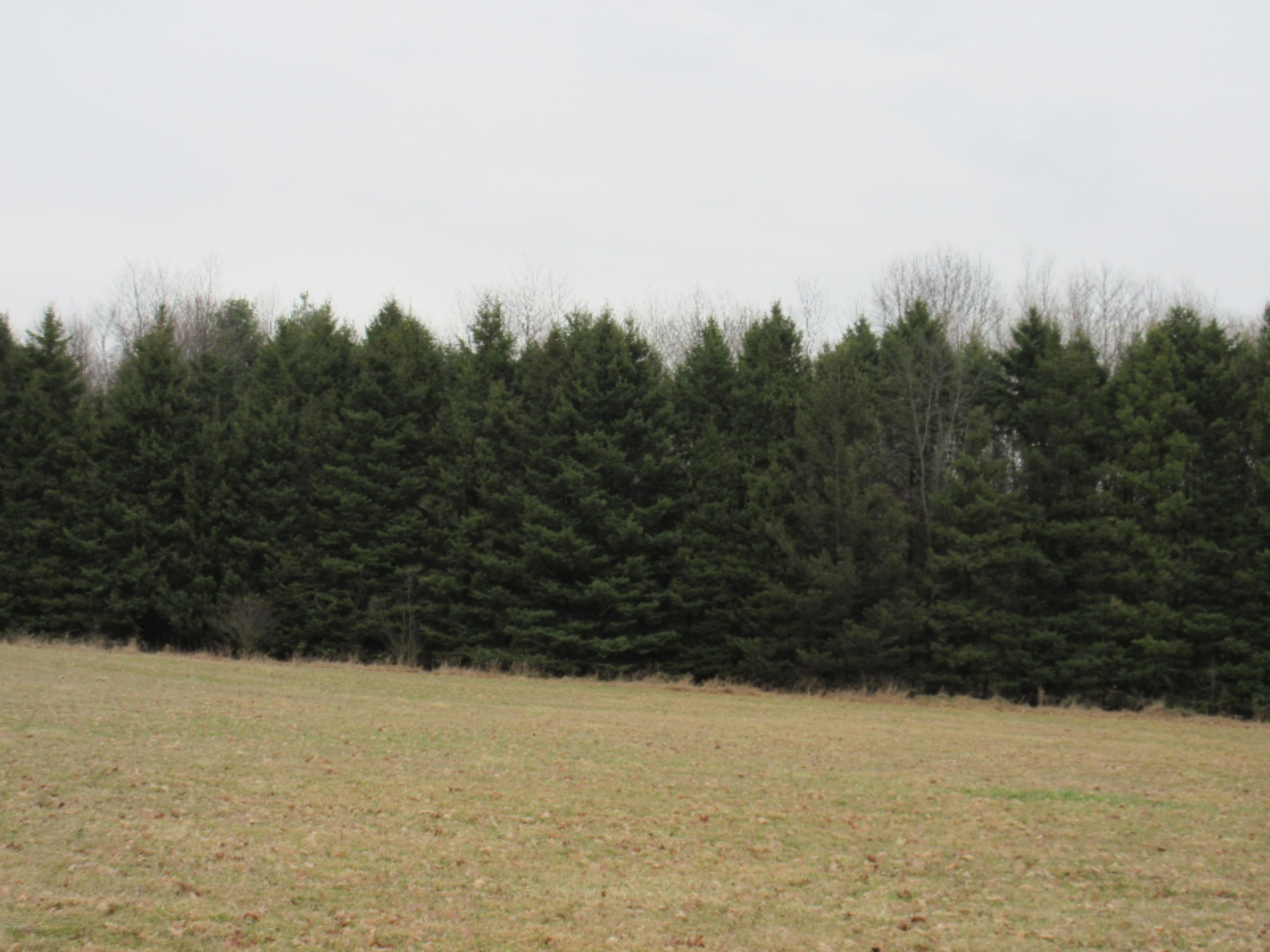 0 West Tamarack Road Howard City, MI 49329 - Photo 17 of 18 IMG_1190
