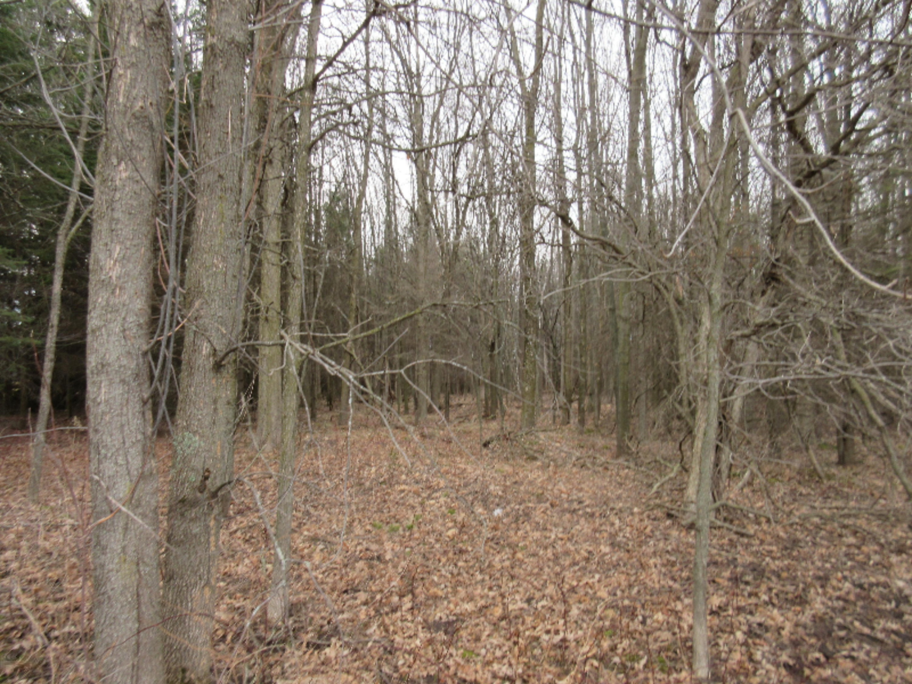 0 West Tamarack Road Howard City, MI 49329 - Photo 2 of 18 IMG_1174