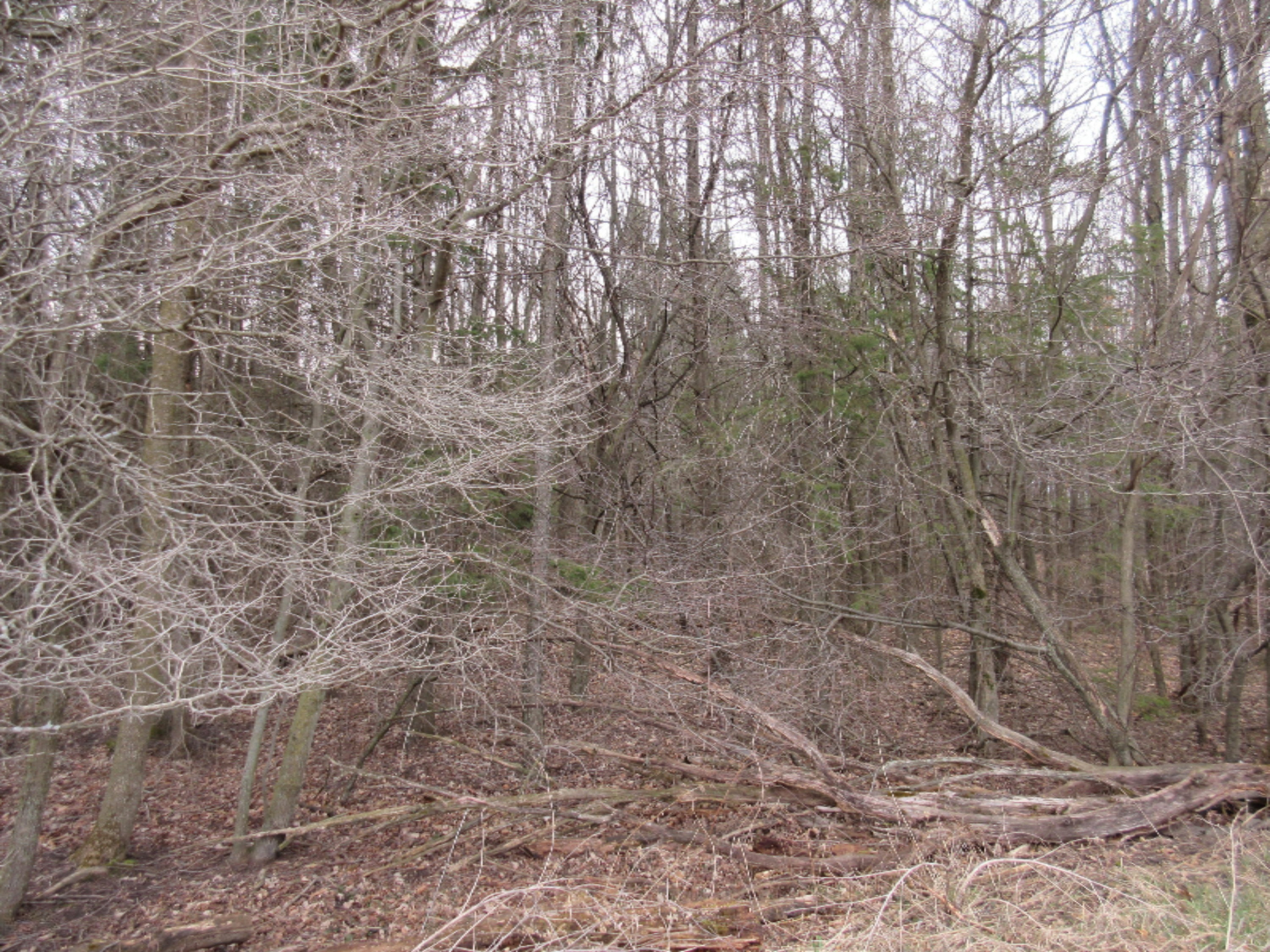 0 West Tamarack Road Howard City, MI 49329 - Photo 3 of 18 IMG_1176