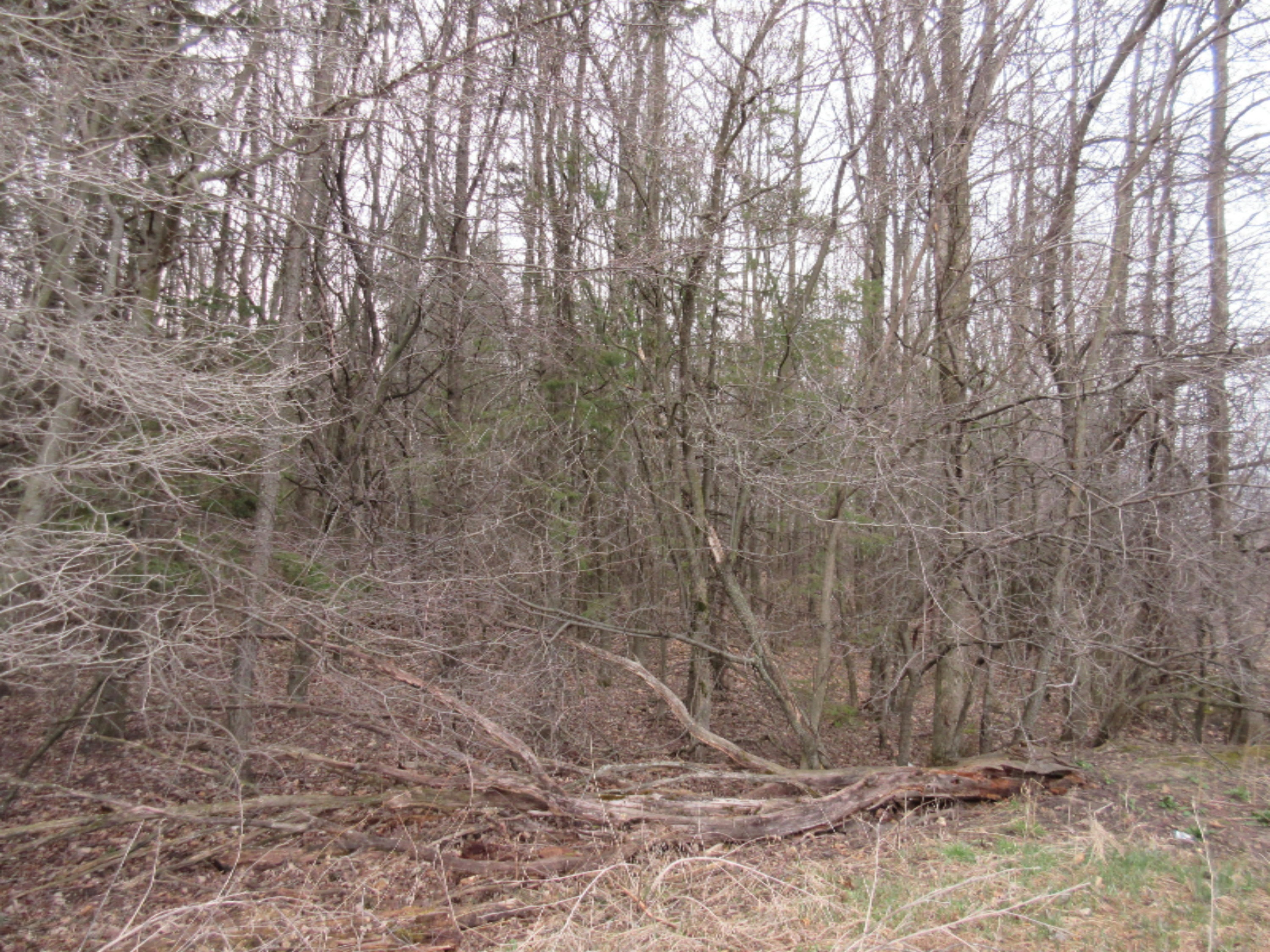 0 West Tamarack Road Howard City, MI 49329 - Photo 4 of 18 IMG_1177
