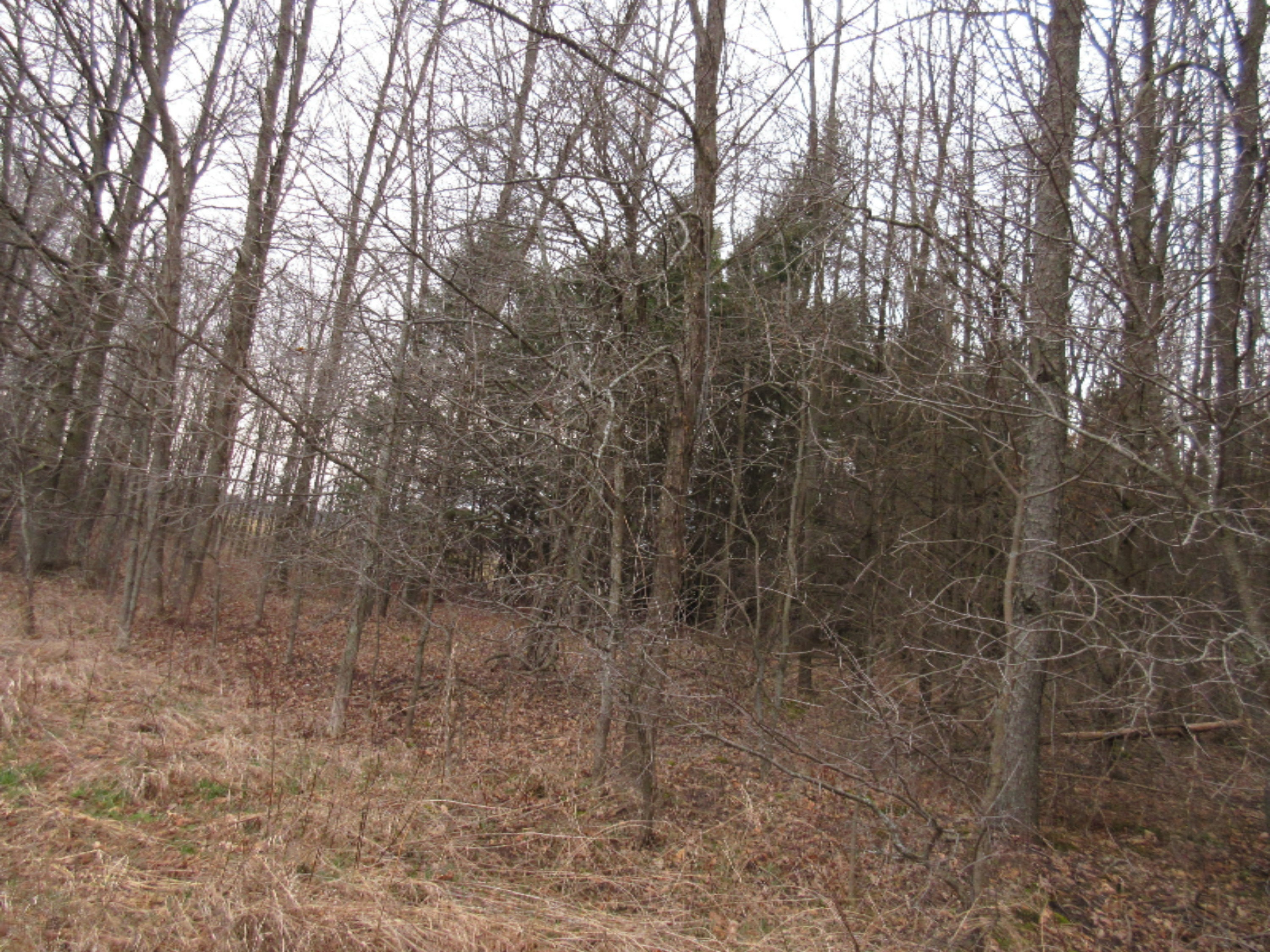 0 West Tamarack Road Howard City, MI 49329 - Photo 7 of 18 IMG_1179