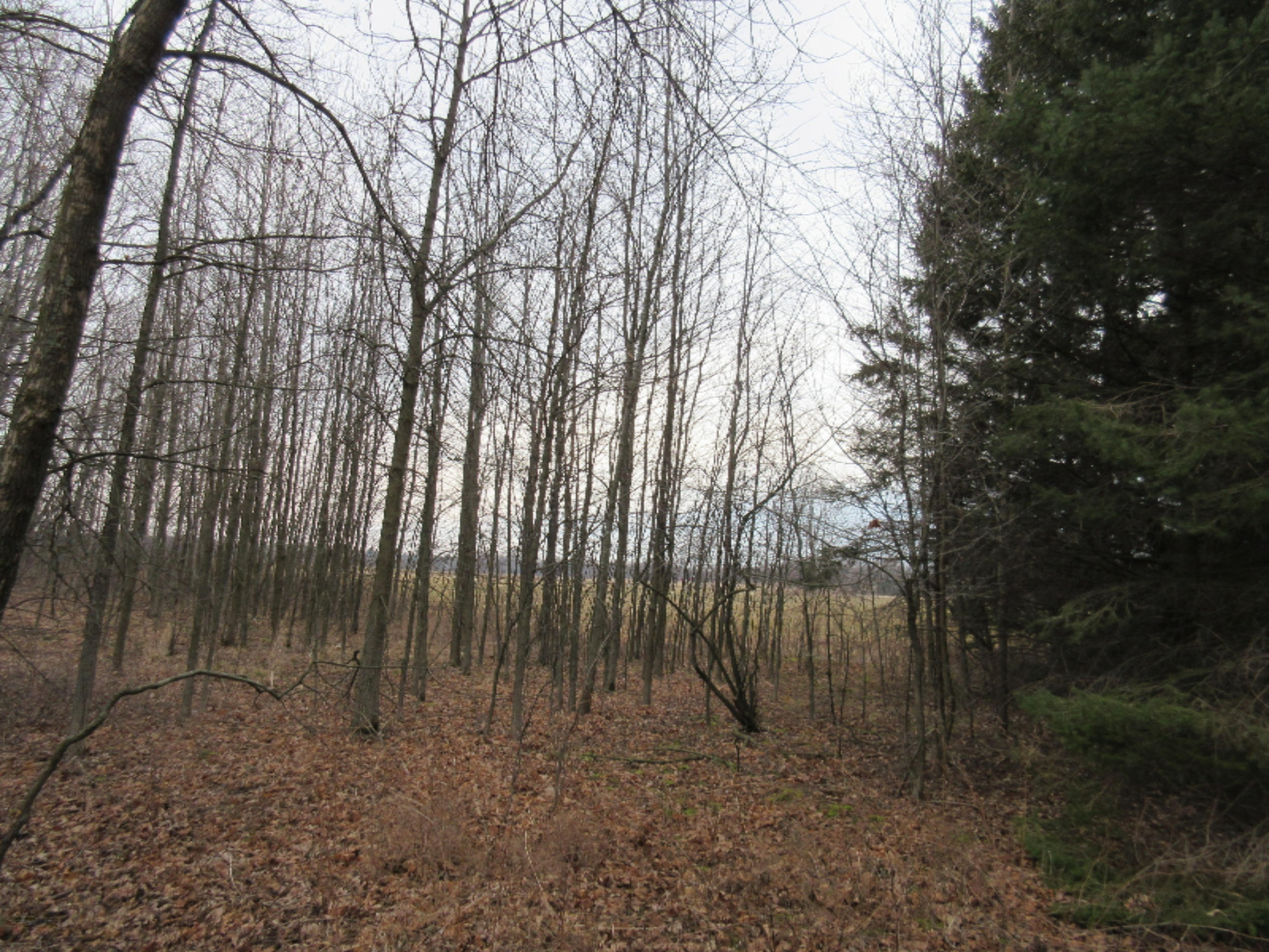 0 West Tamarack Road Howard City, MI 49329 - Photo 8 of 18 IMG_1180