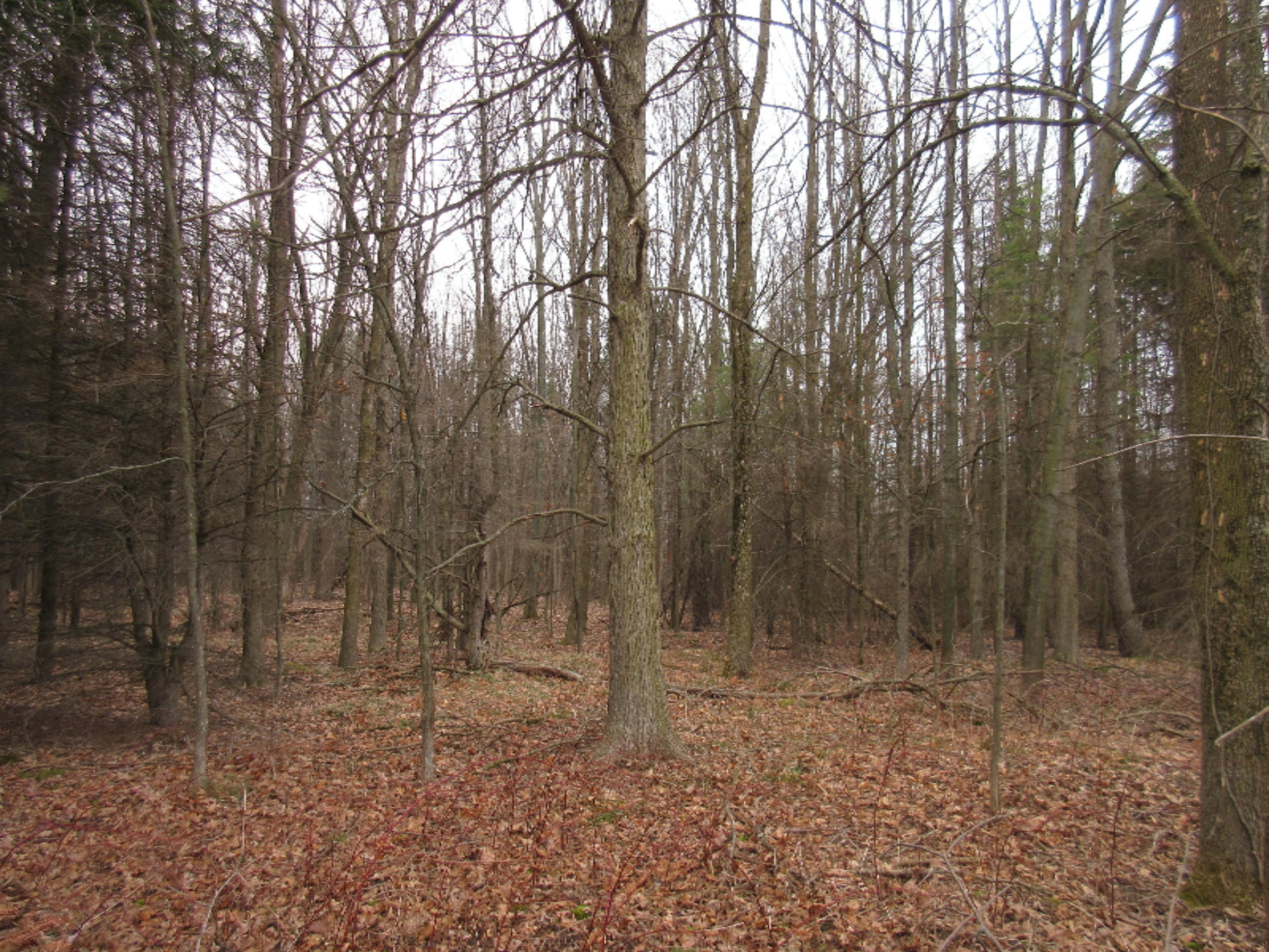 0 West Tamarack Road Howard City, MI 49329 - Photo 9 of 18 IMG_1181