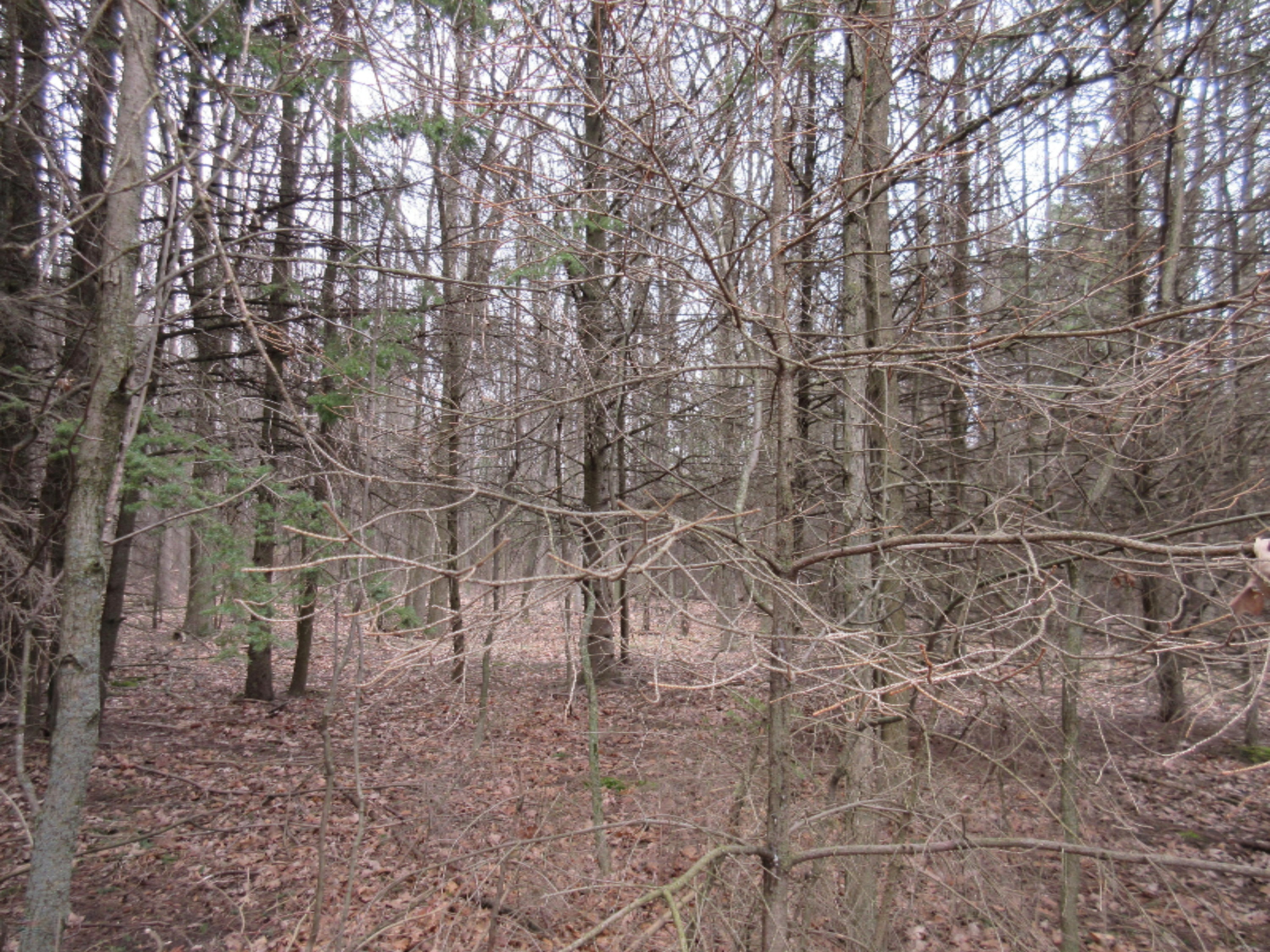 0 West Tamarack Road Howard City, MI 49329 - Photo 10 of 18 IMG_1182