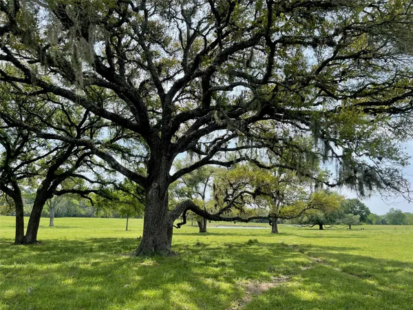 a view of a trees in a yard