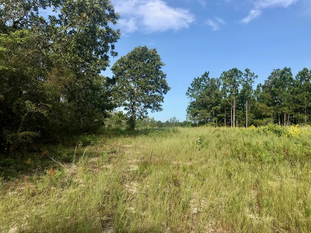 Lot#13-19 Holder Road Batesburg, SC 29006 - Photo 6 of 18