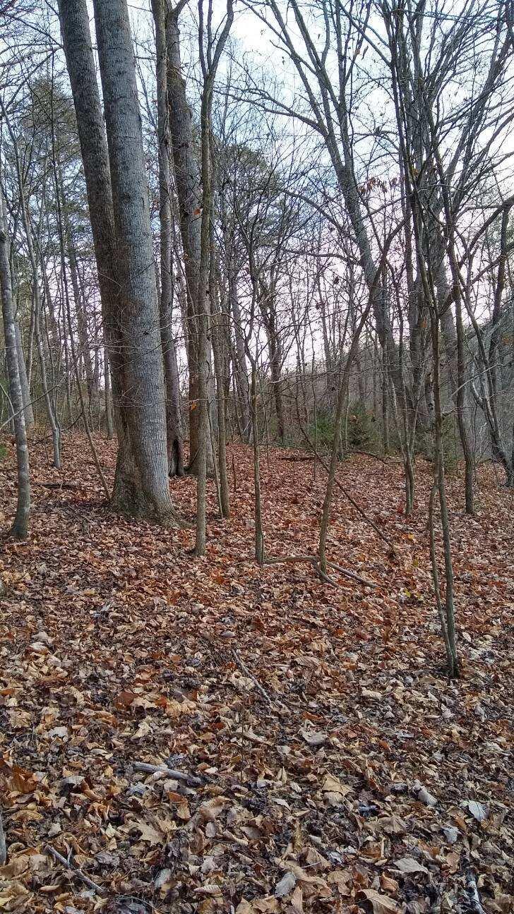 Lot 29-ac Roan Creek Road, Unit 5 Butler, TN 37640 - Photo 4 of 6 image000001