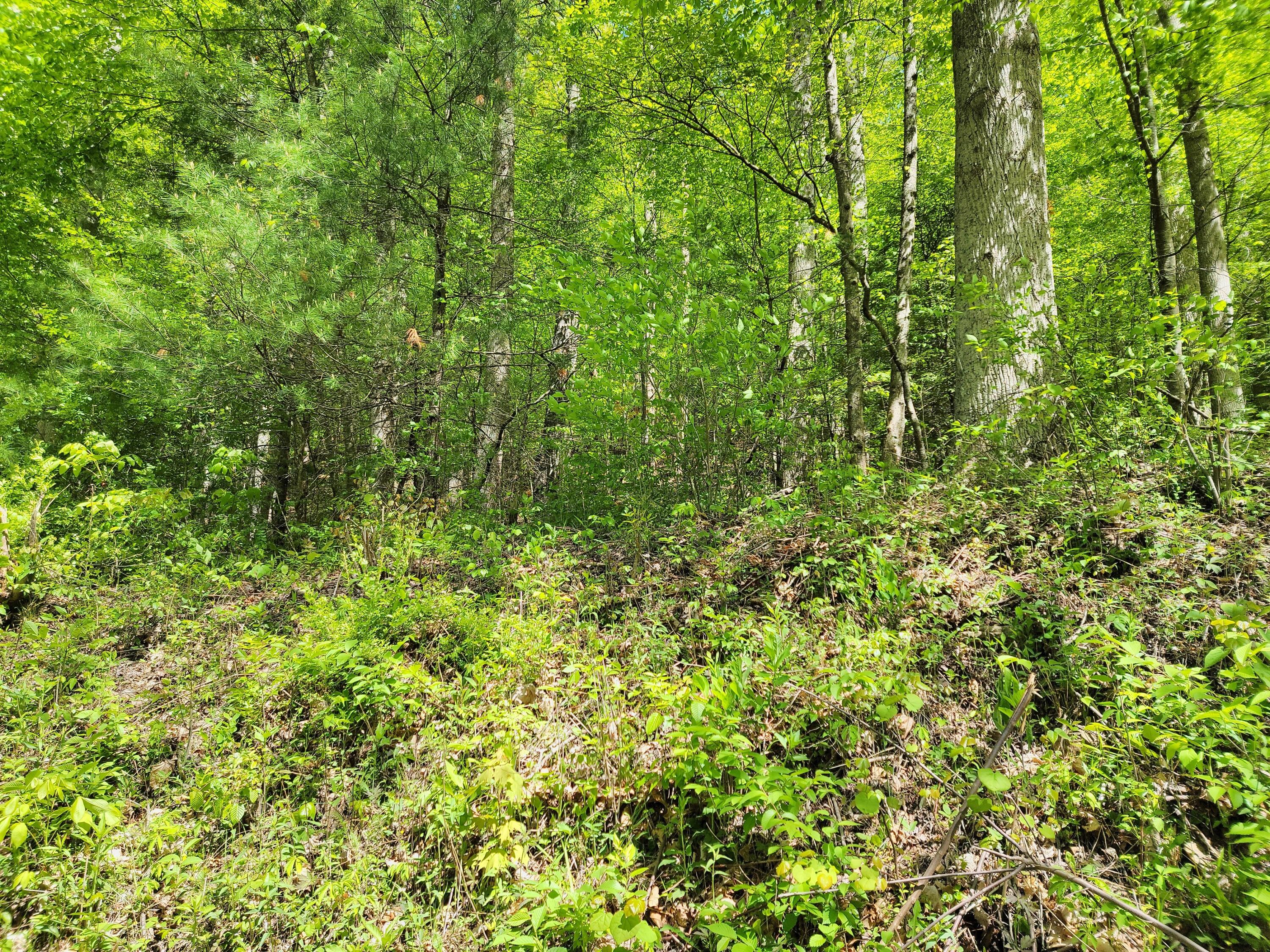 Lot 29-ac Roan Creek Road, Unit 5 Butler, TN 37640 - Photo 6 of 6 IMG_20220509_113012_HDR