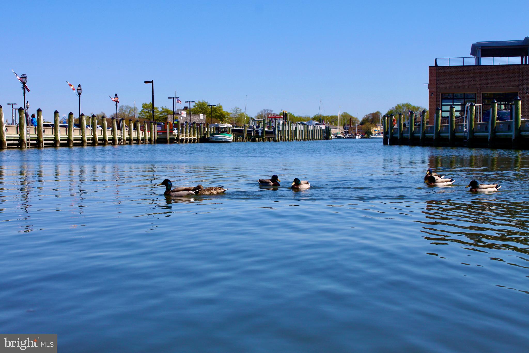 1006 Primrose Road, Unit 201 Annapolis, MD 21403 - Photo 8 of 16 Eastport attractions
