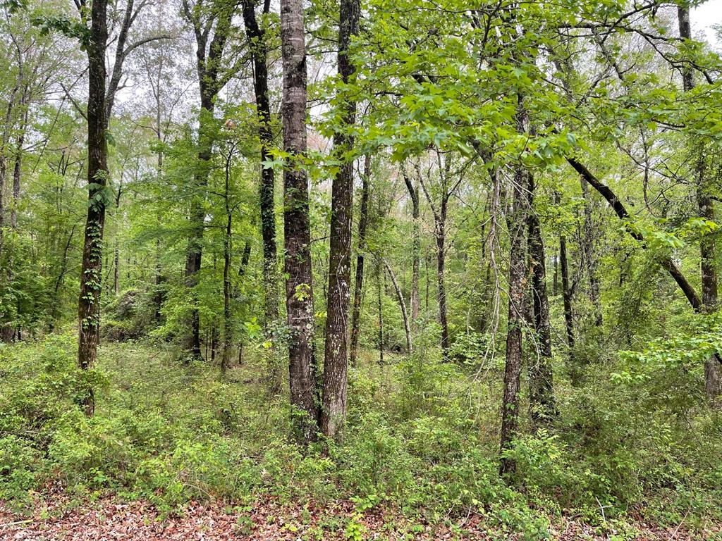 0 Shane Lane, Unit LOT 41 Keithville, LA 71047 - Photo 2 of 4 a view of a garden