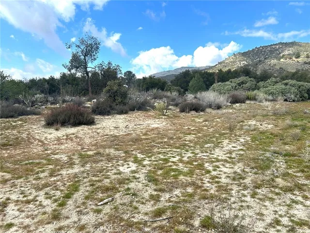 a view of a forest with trees