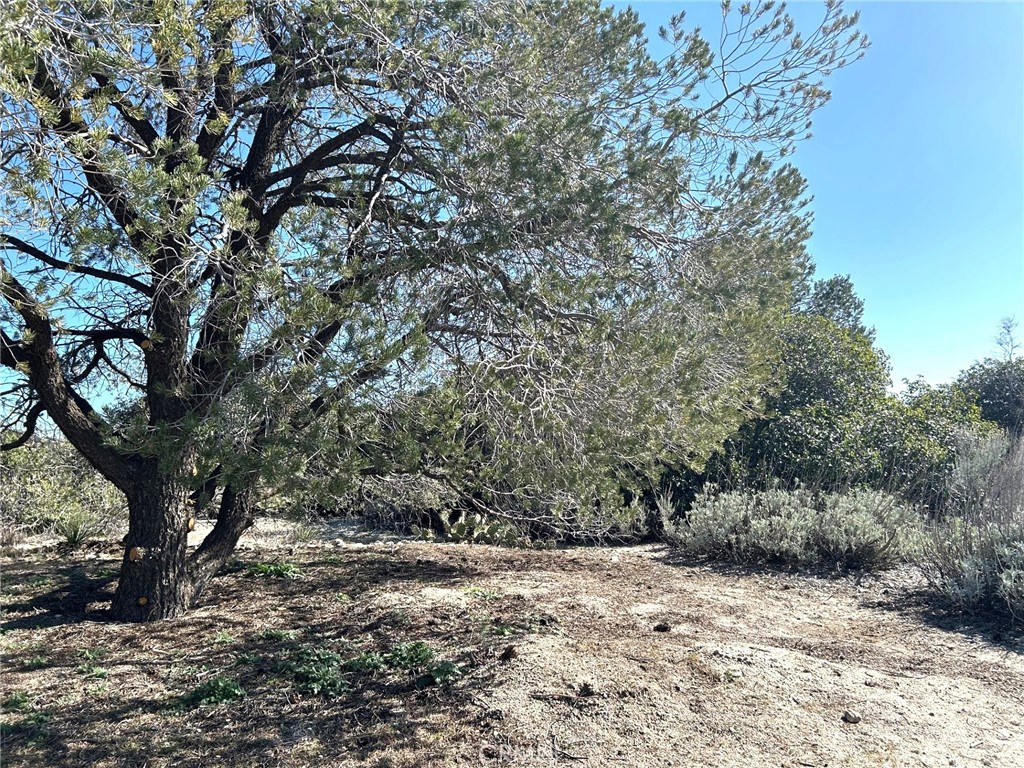 0 Oak Road Anza, CA 92539 - Photo 8 of 29