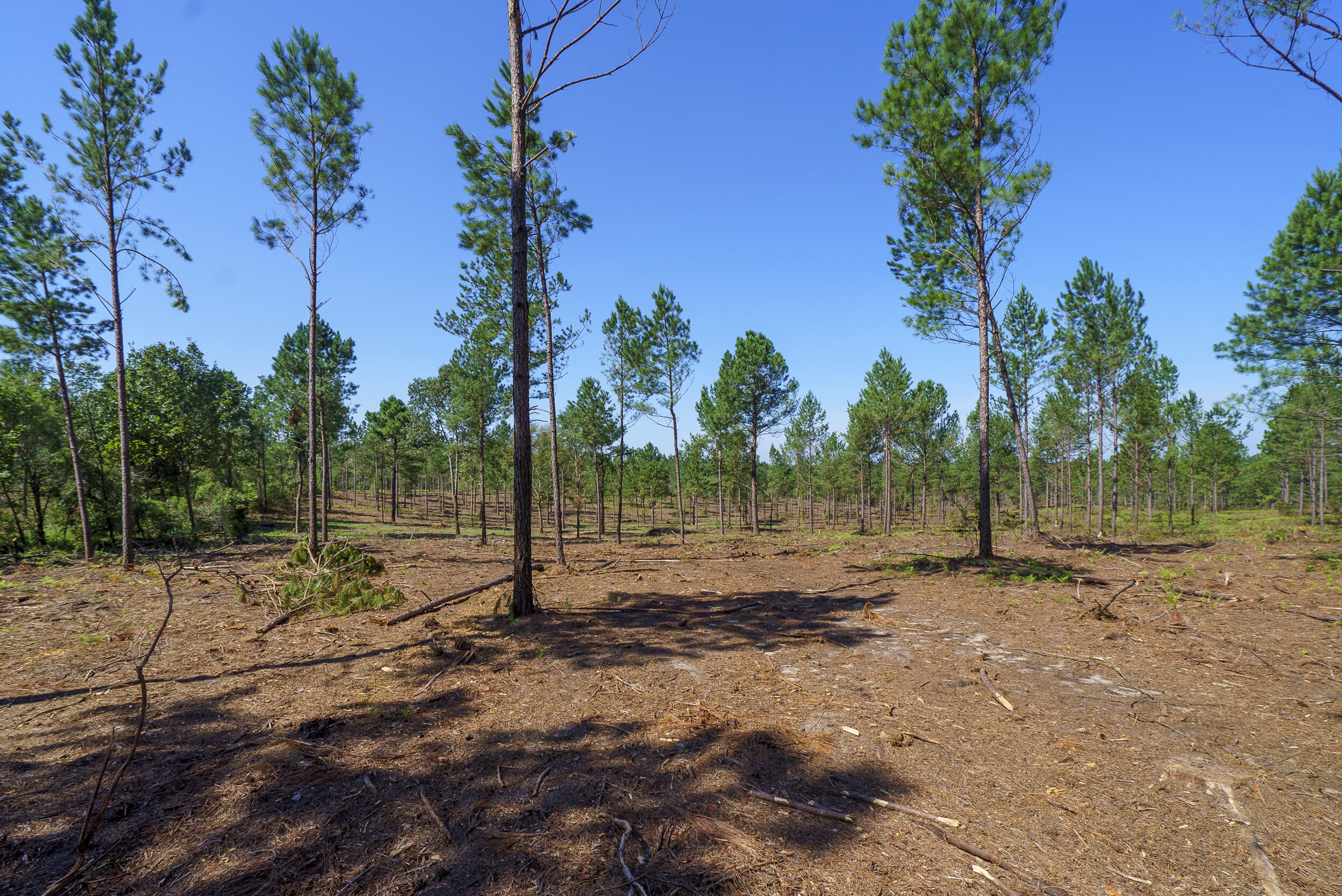 Lot 7 Bluffwood Road Wagener, SC 29164 - Photo 2 of 16